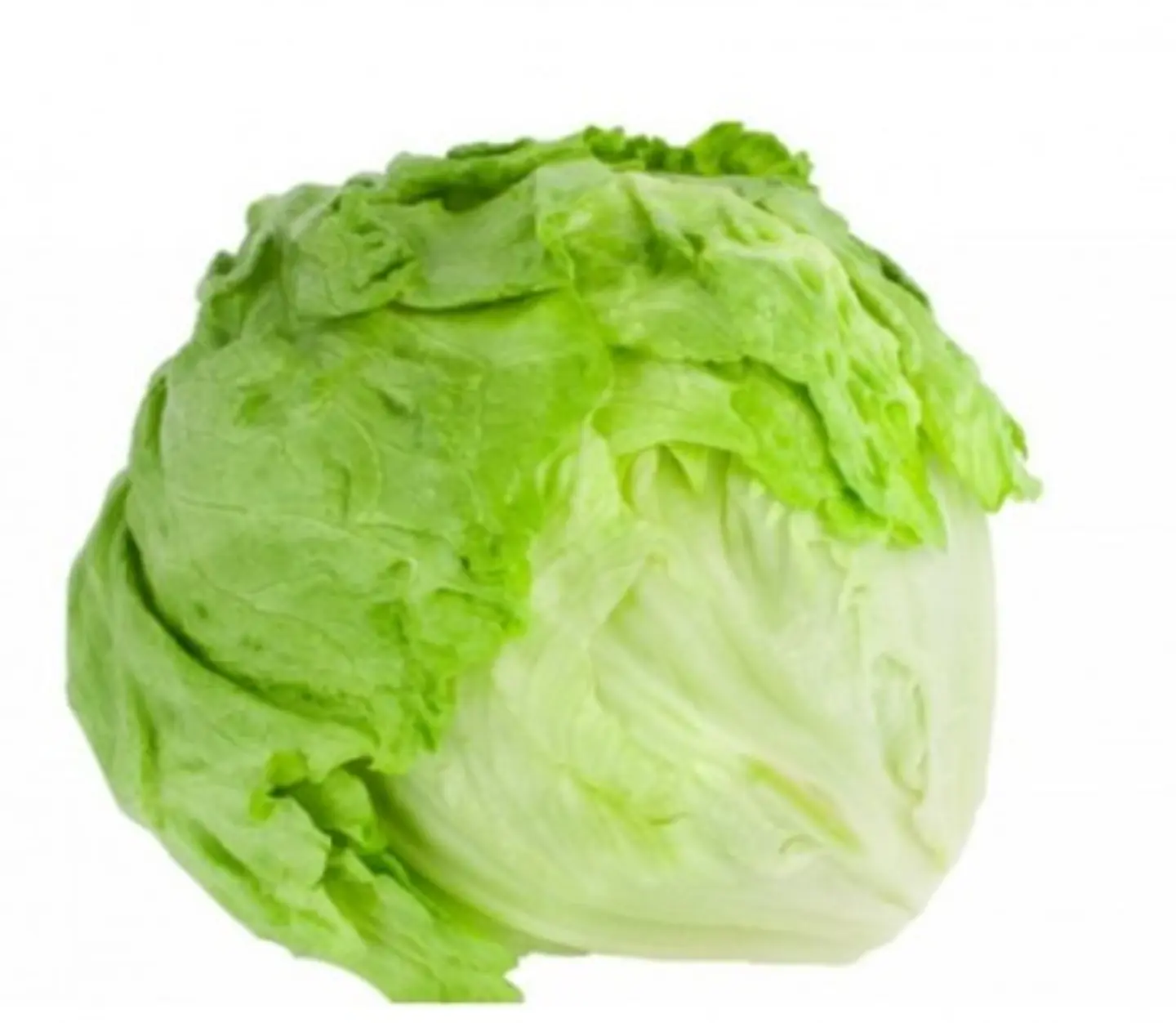 American Lettuce