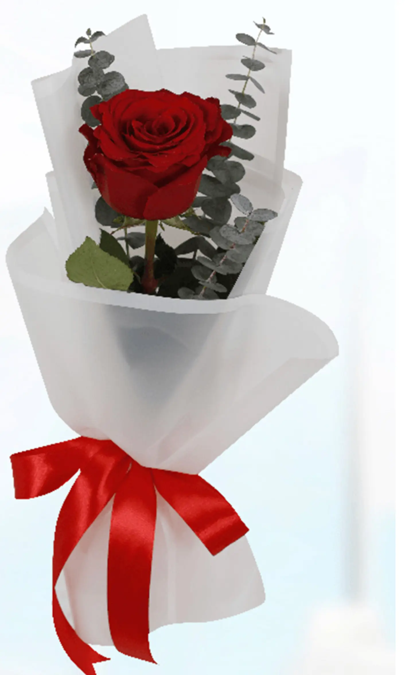 وردة بتغليف فاخر