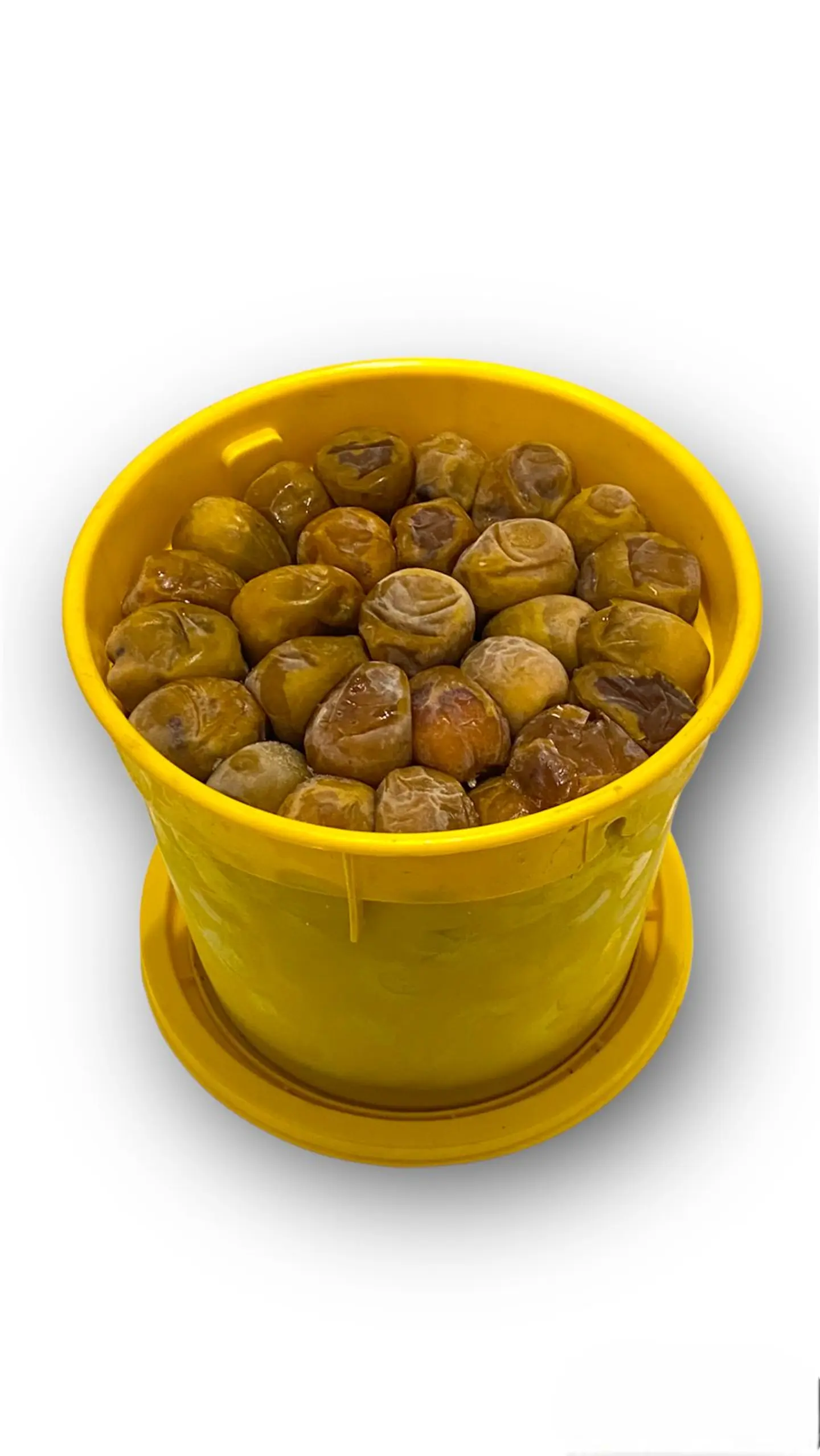 نبوت سيف سطل