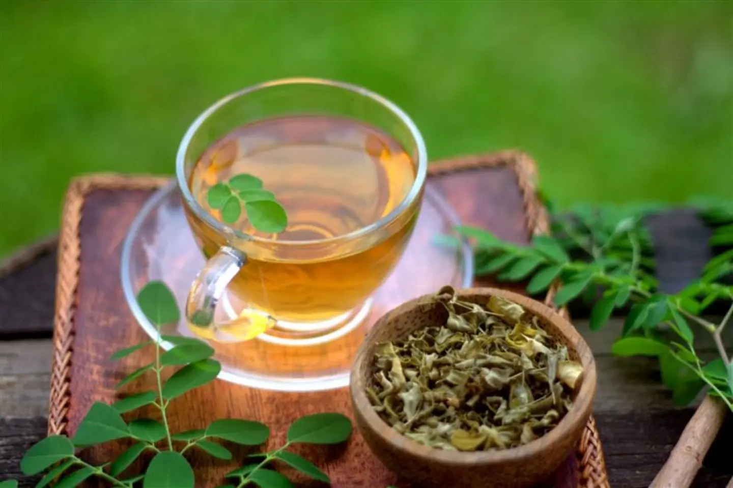 مورينجا