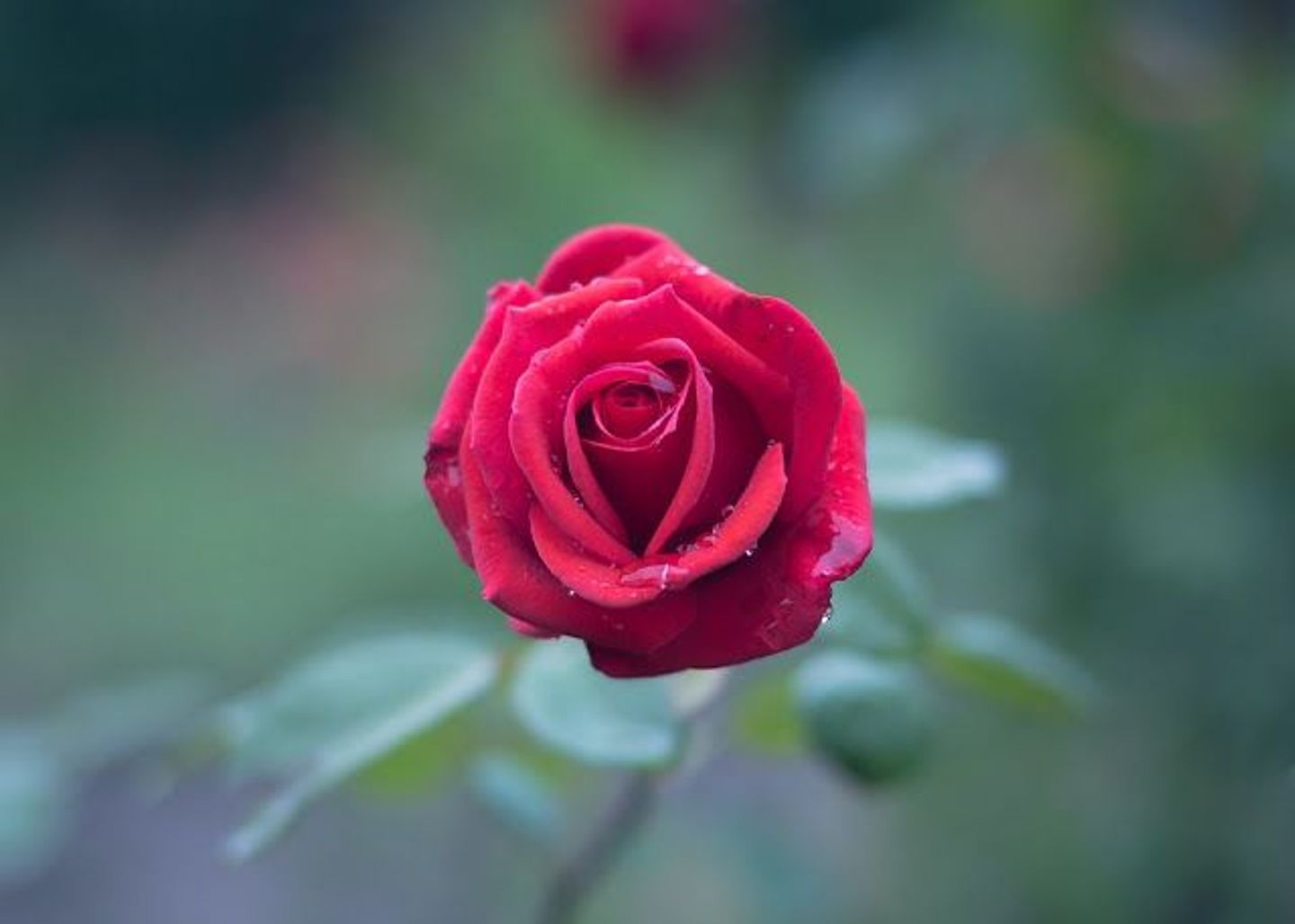 روز أحمر