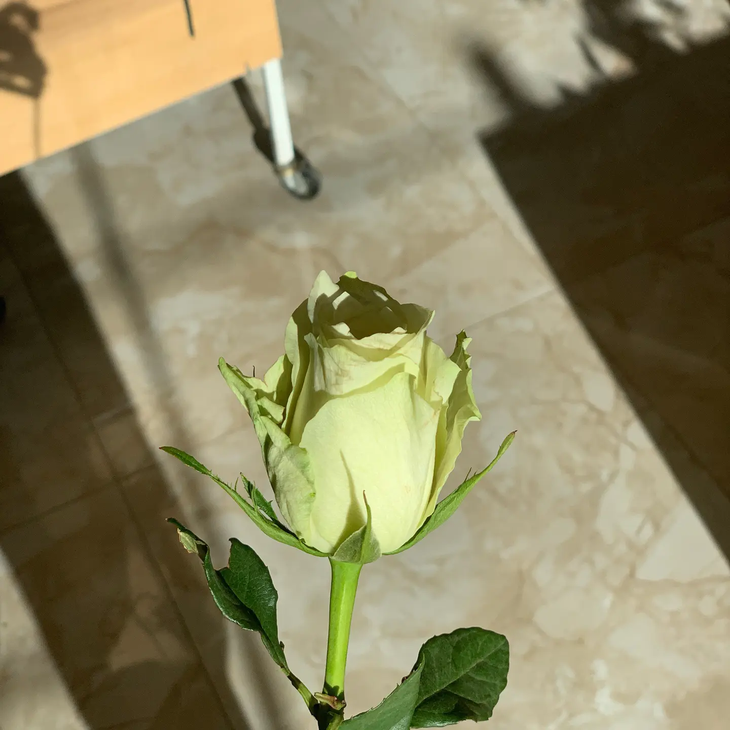 روز ابيض