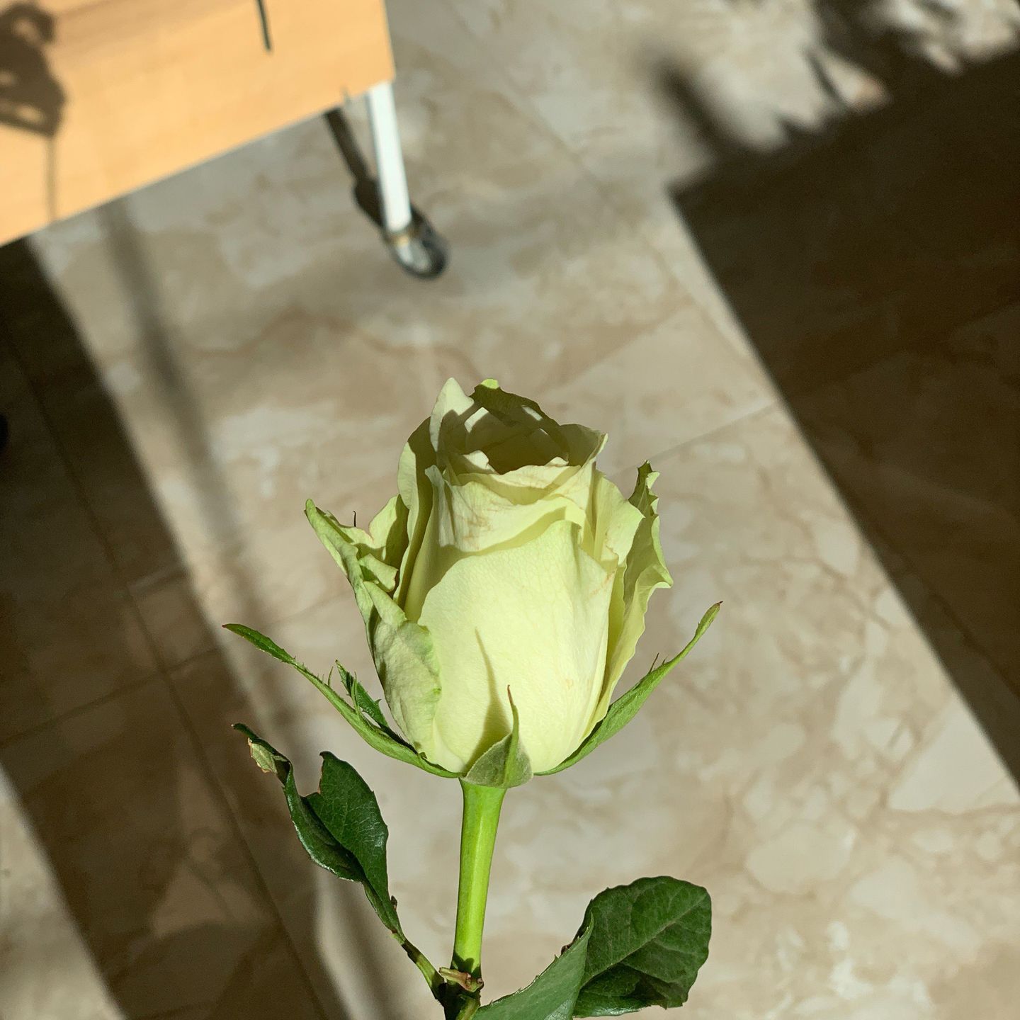 روز ابيض