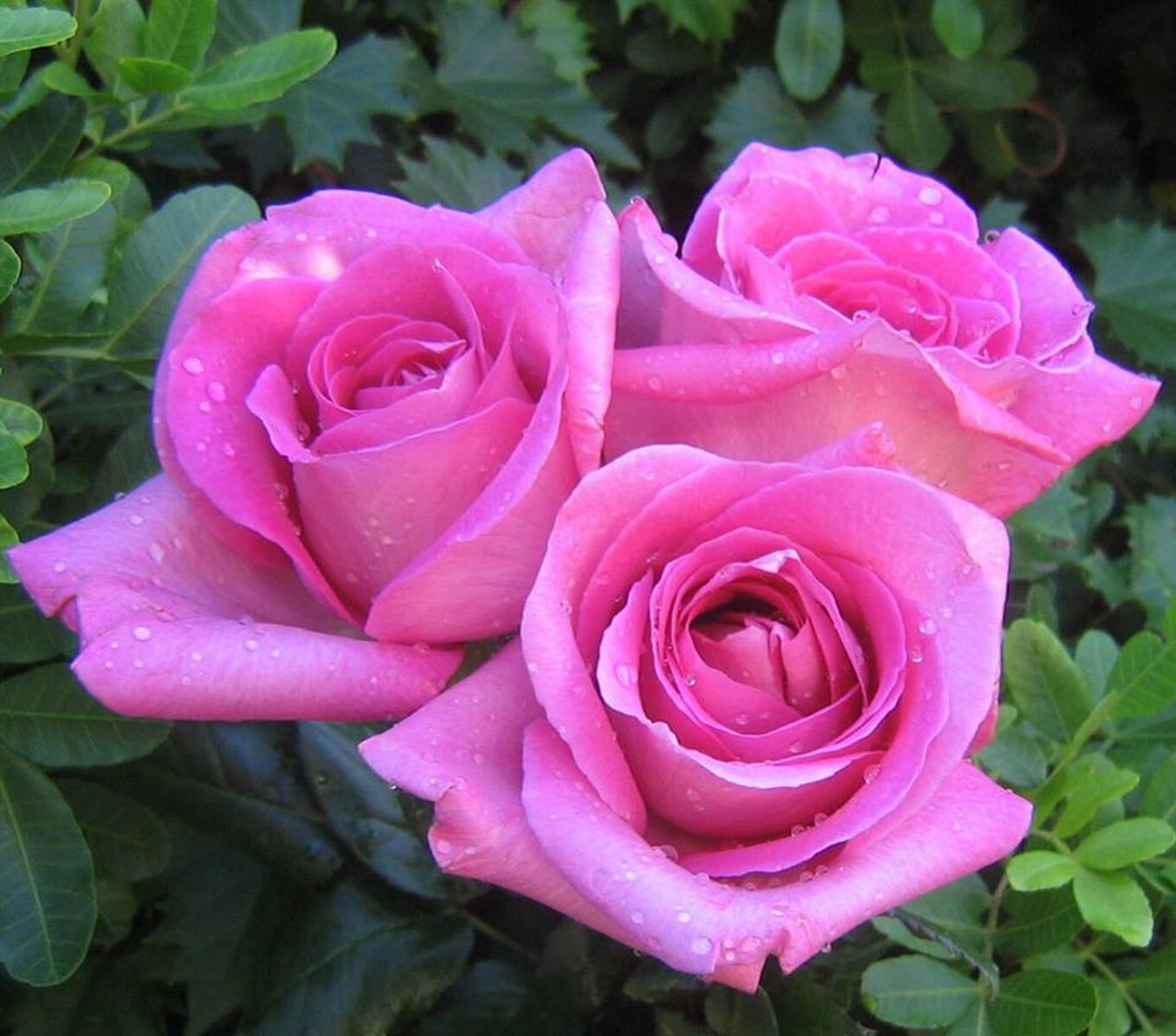 روز زهر