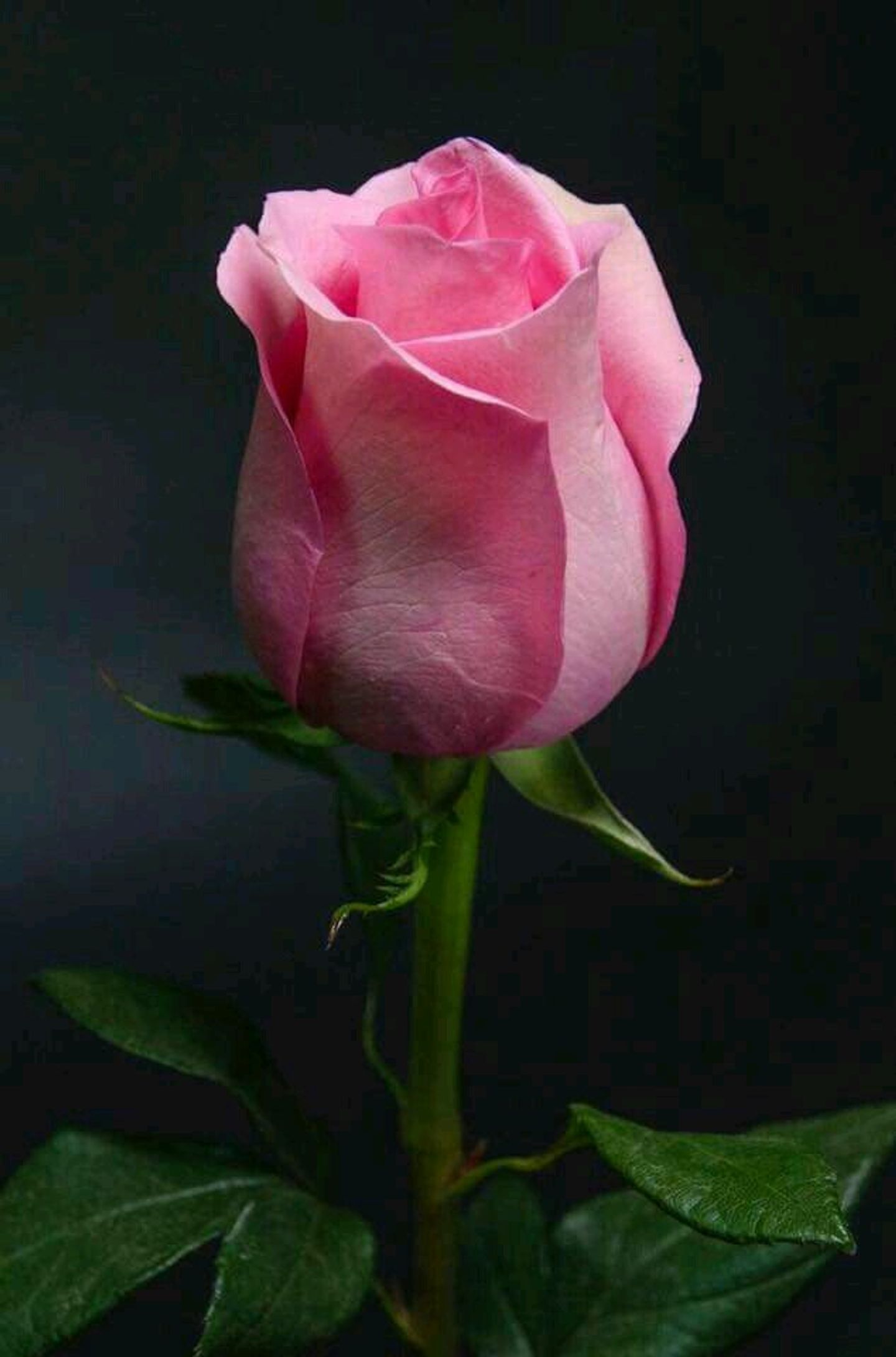 روز فوشيا