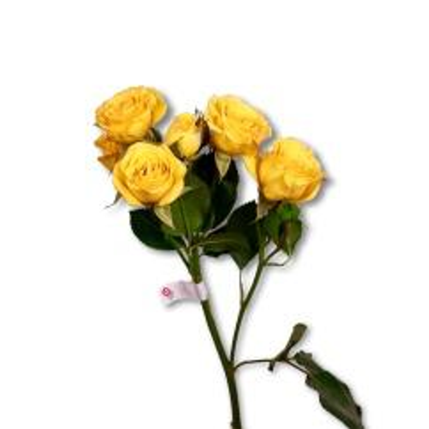 بيبي روز اصفر