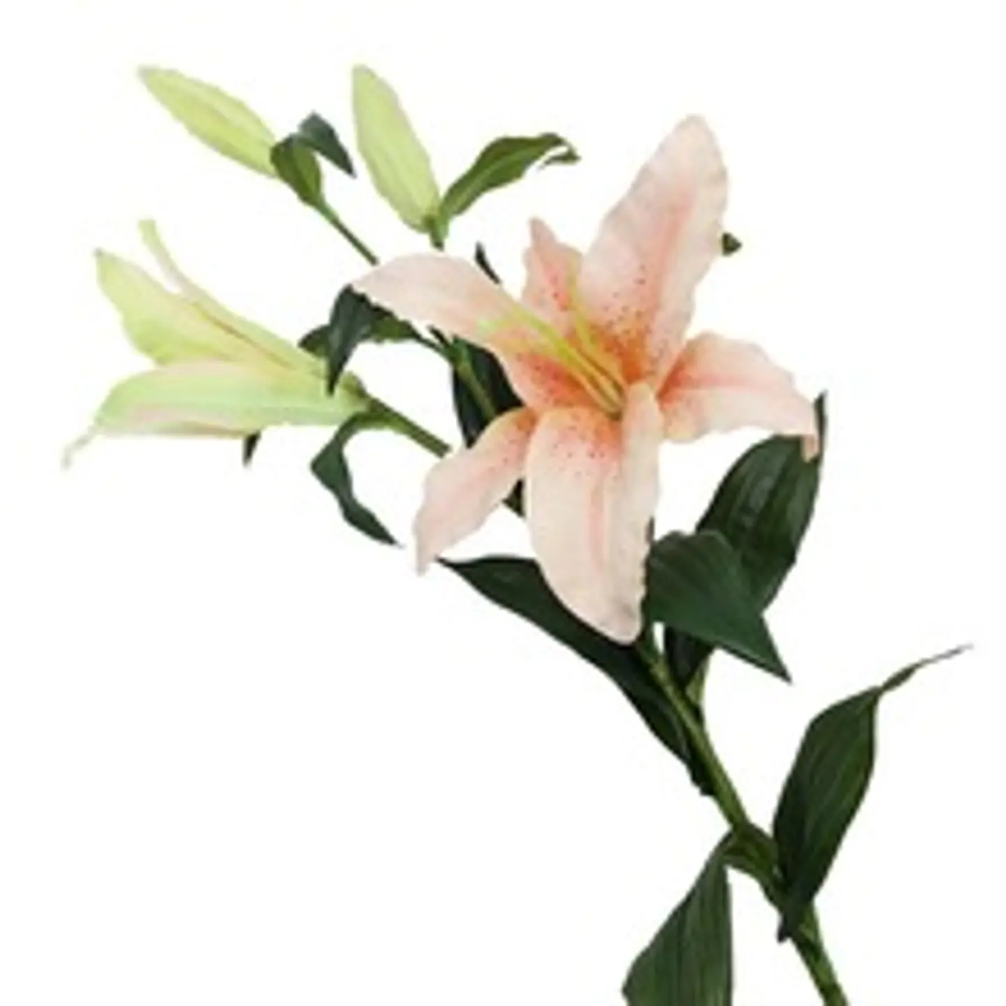 كازا بلانكا