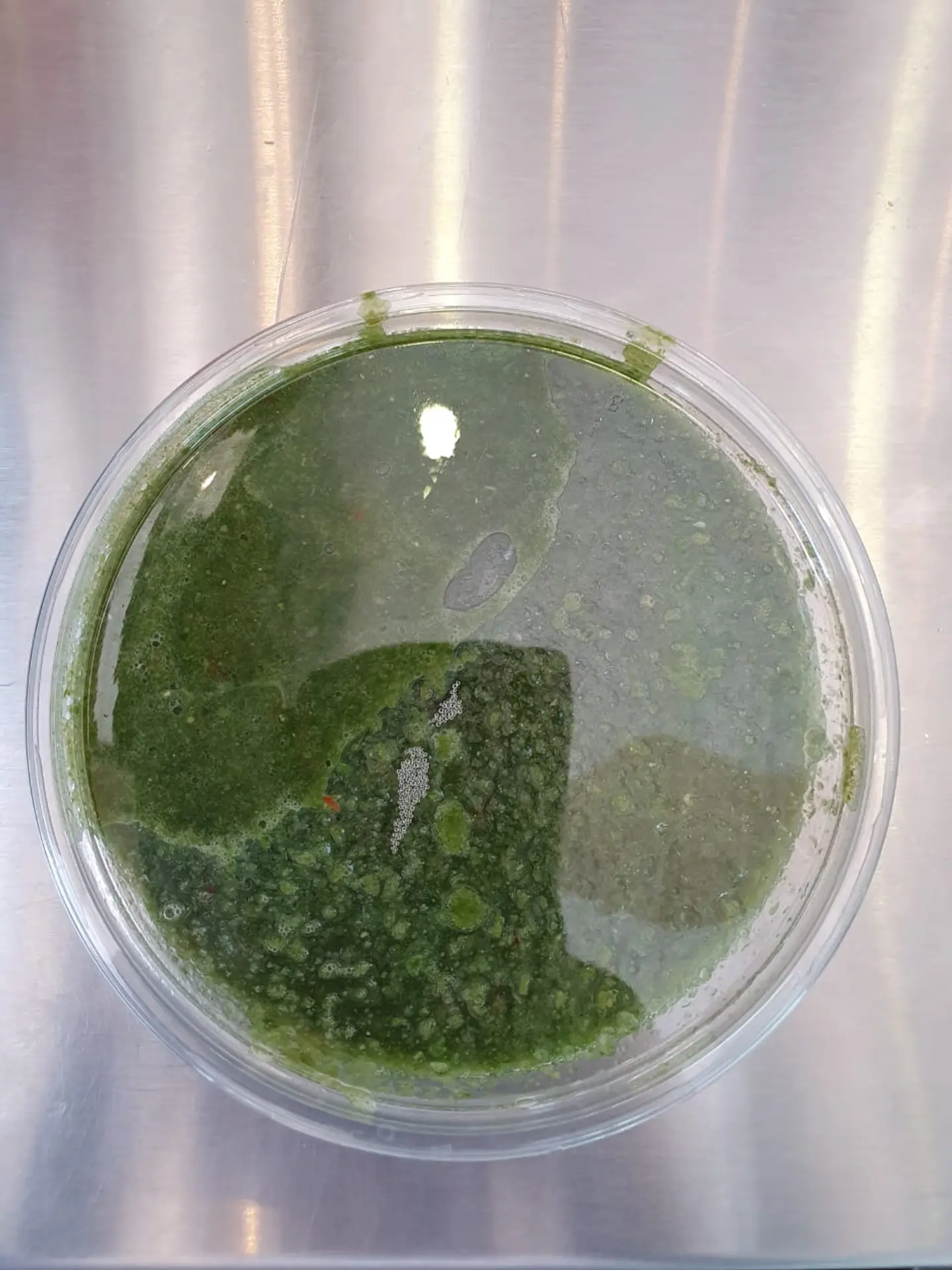 سلطه اخضر حار - صغير