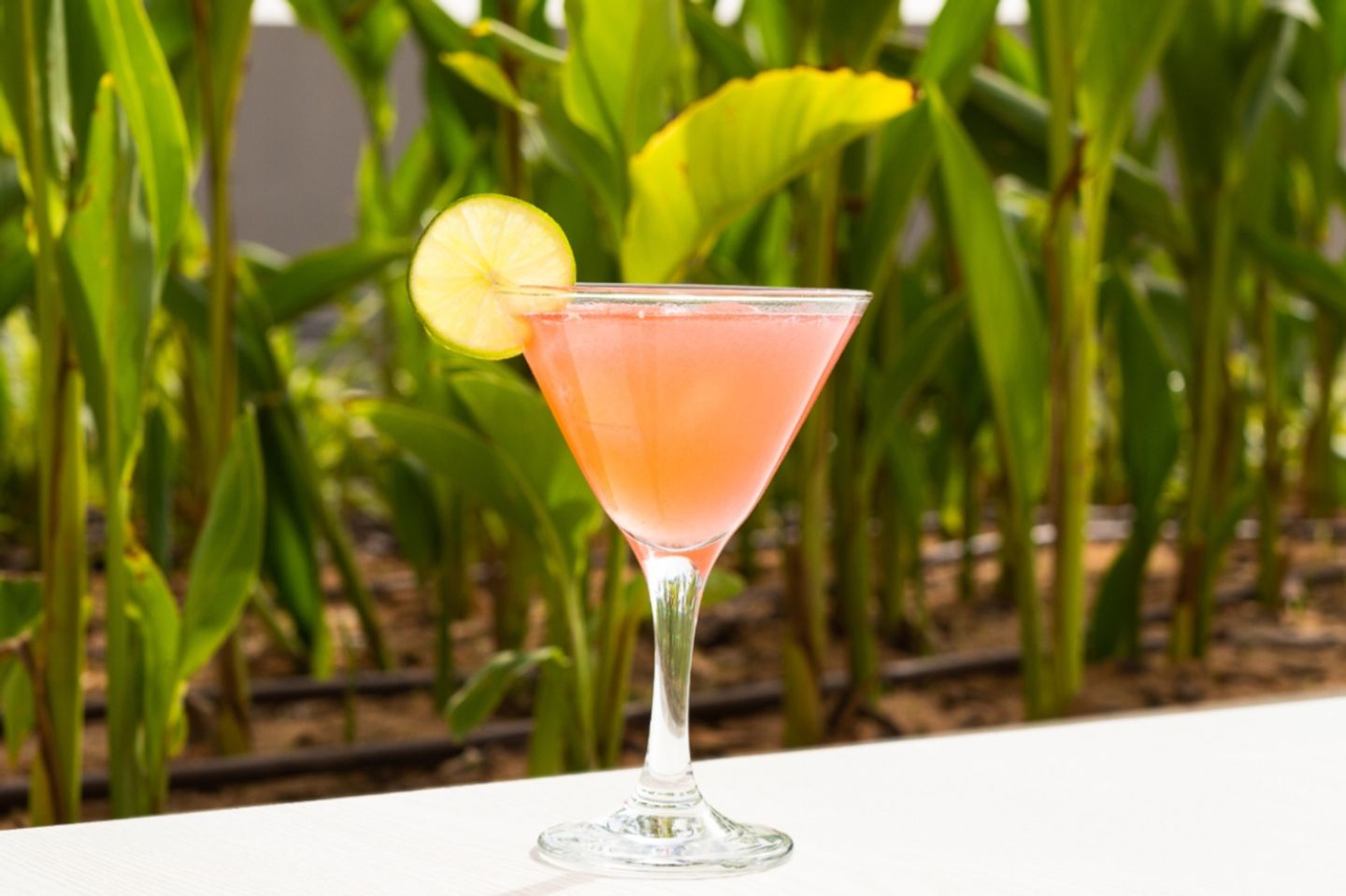 Rose Lemonade