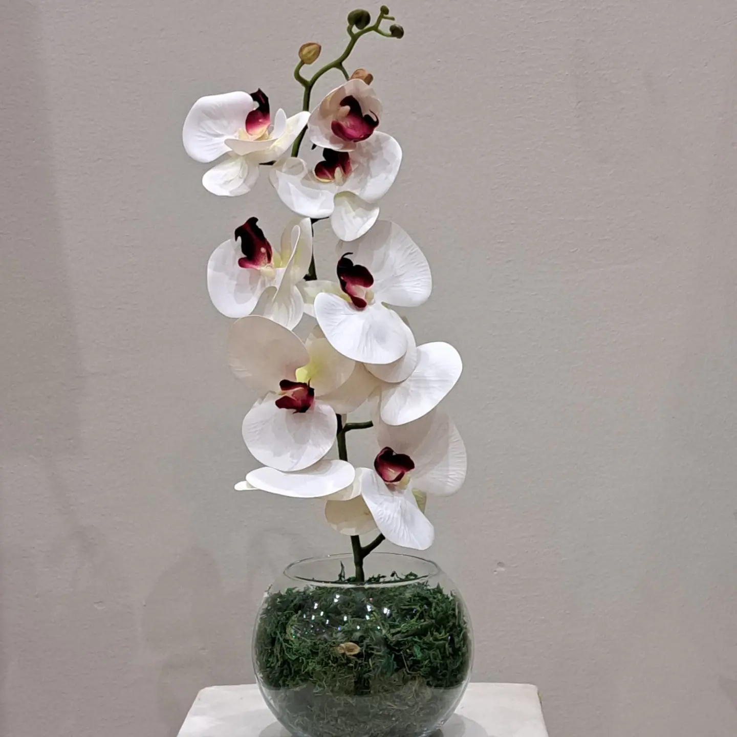 Orchid