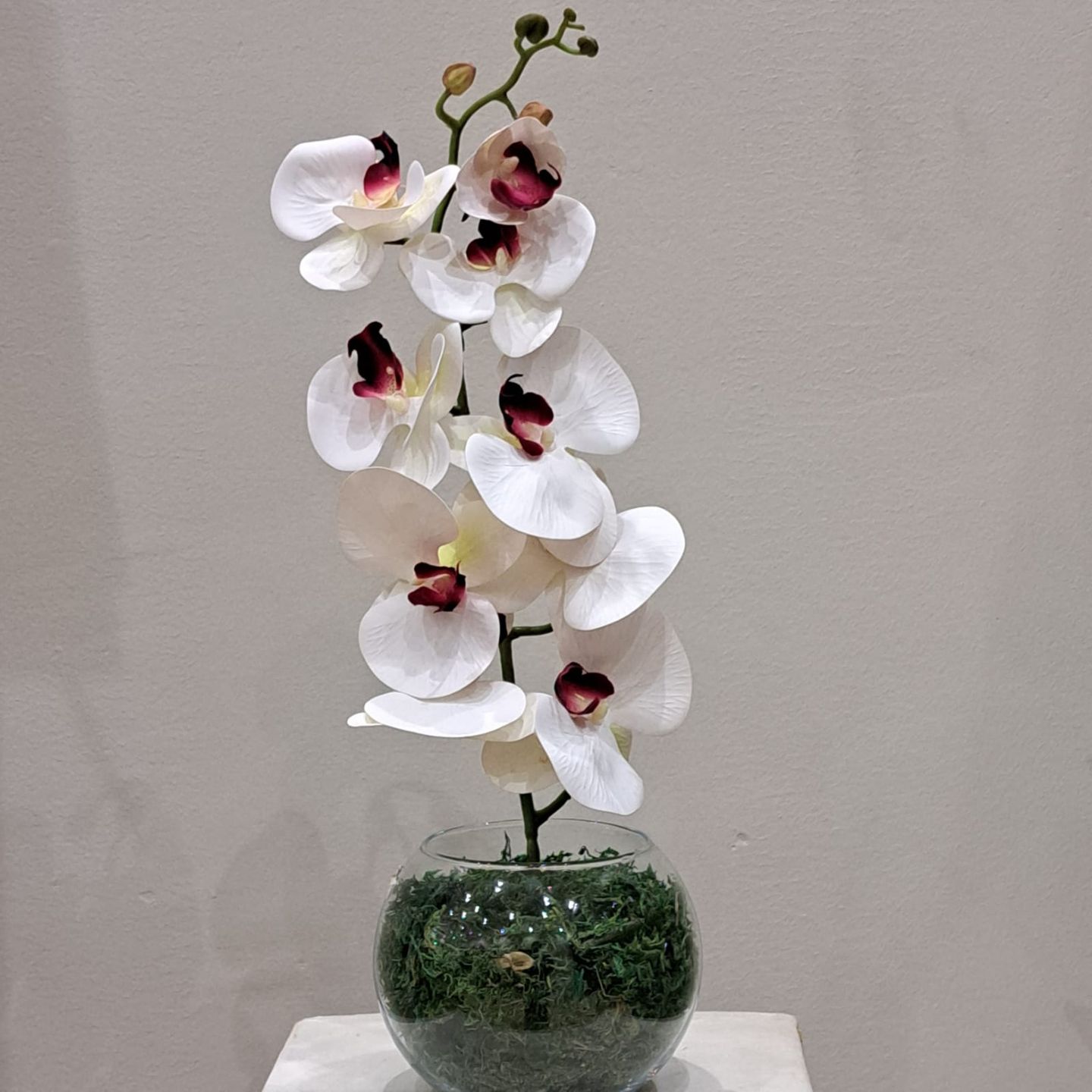 Orchid