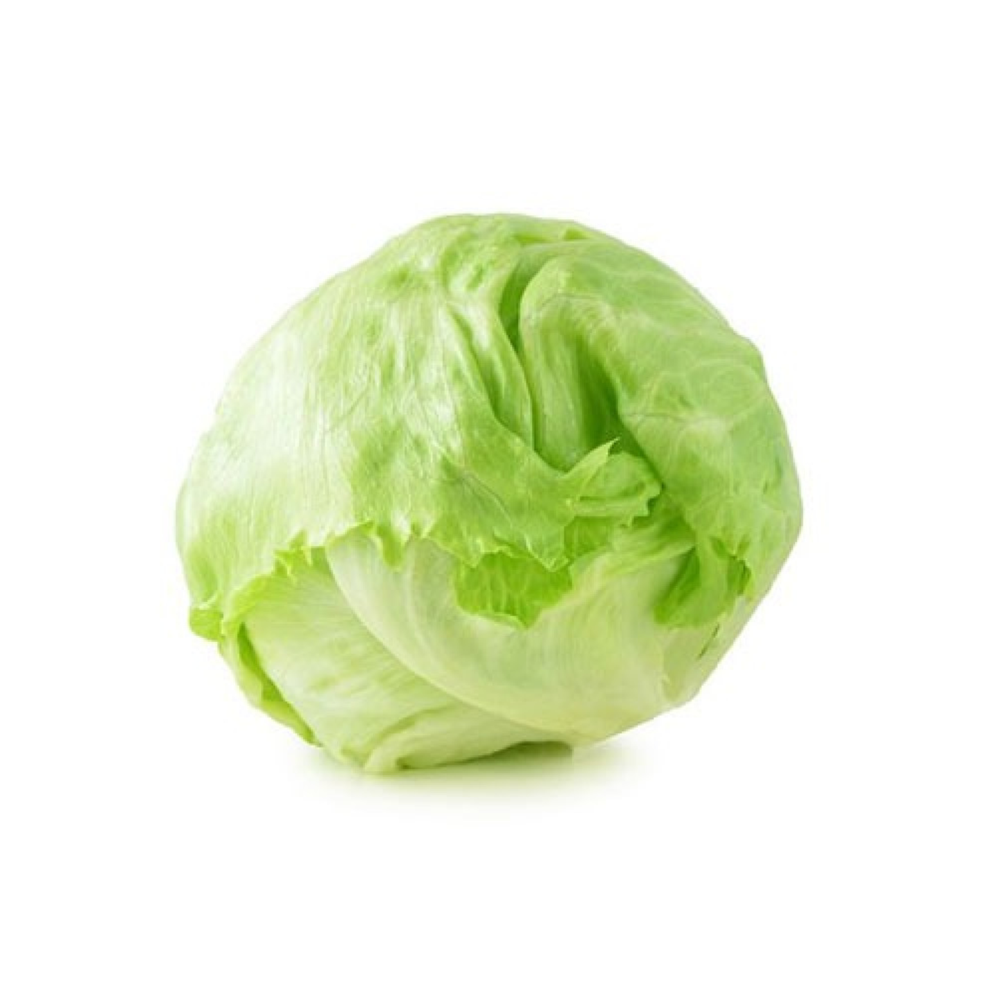Round Lettuce