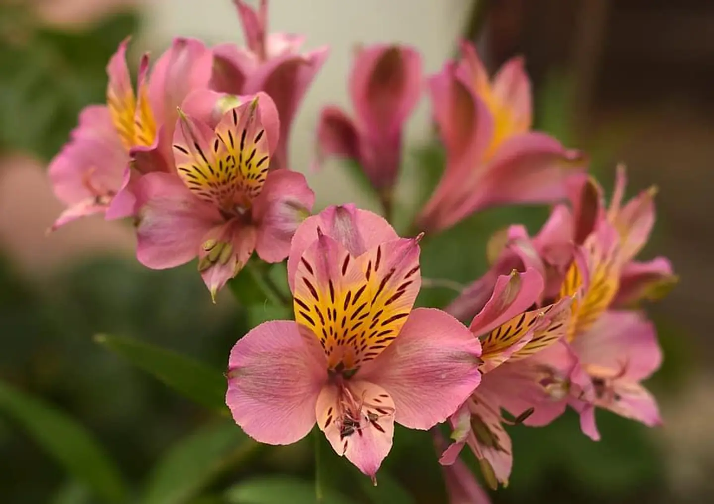 الزنبق الزهري