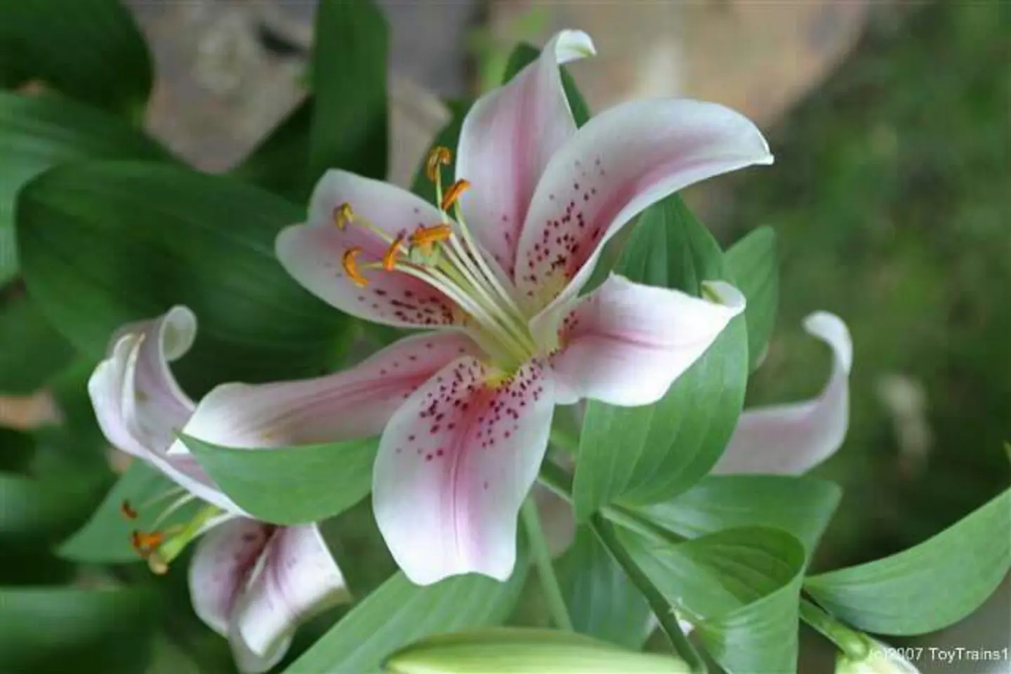 الزنبق الابيض