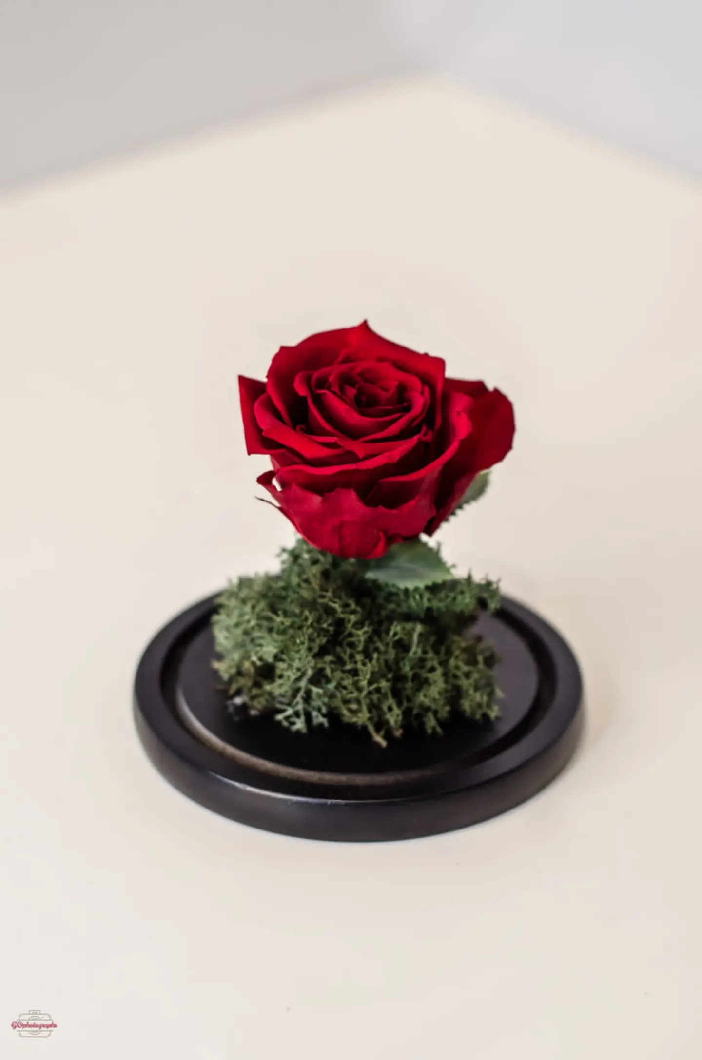 Preserved Rose   Red