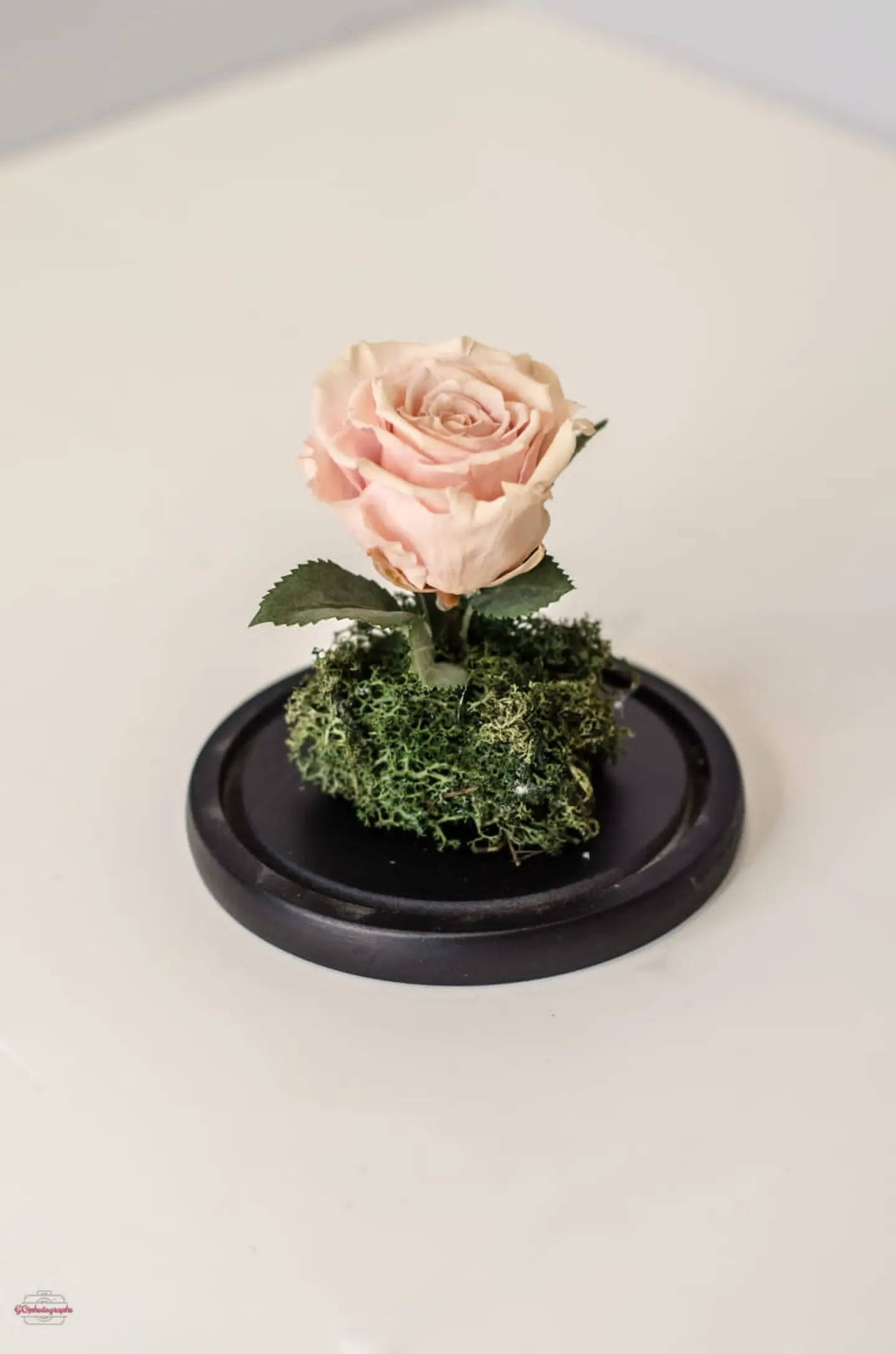 Preserved Rose   Pink