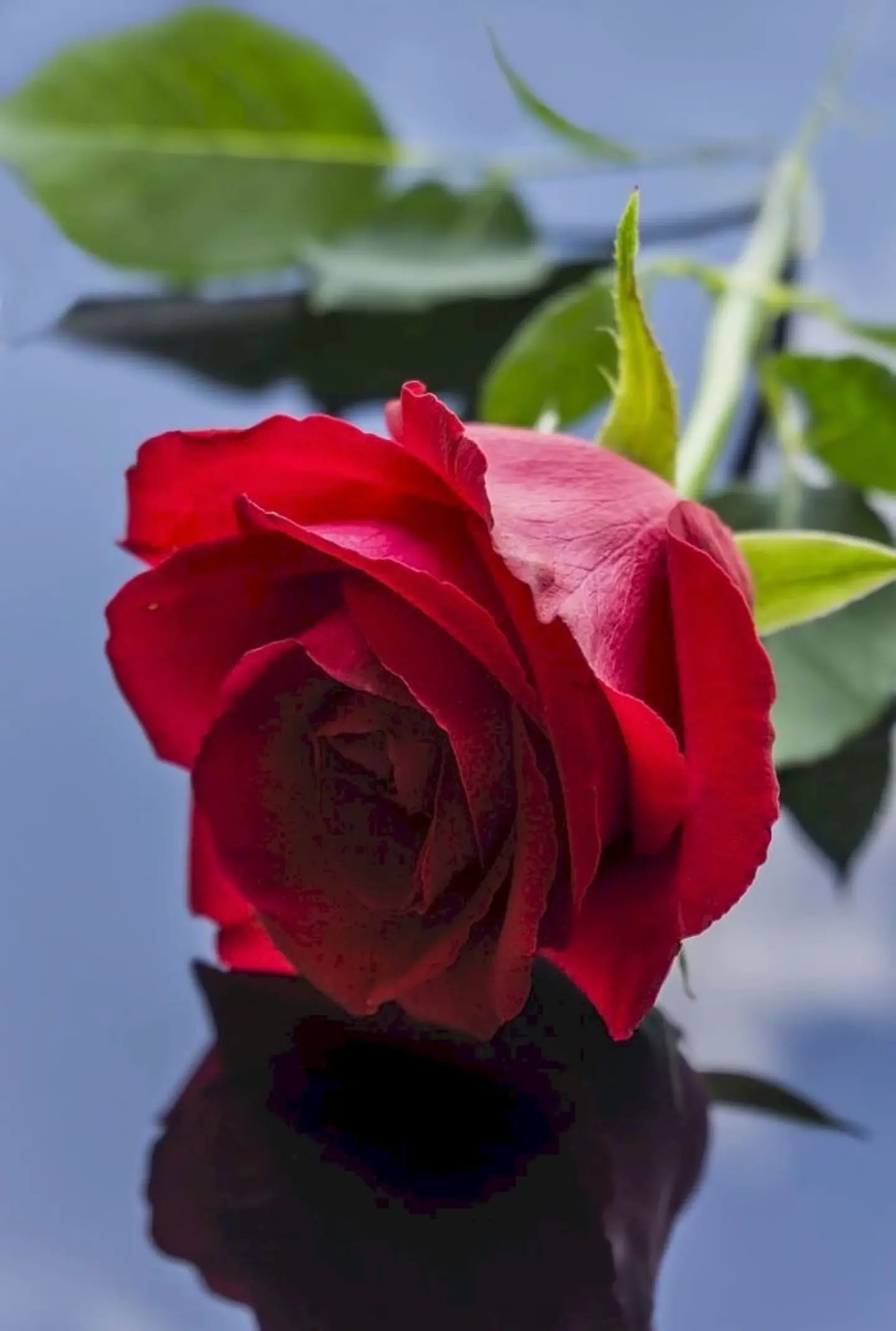 Red Rose Flower