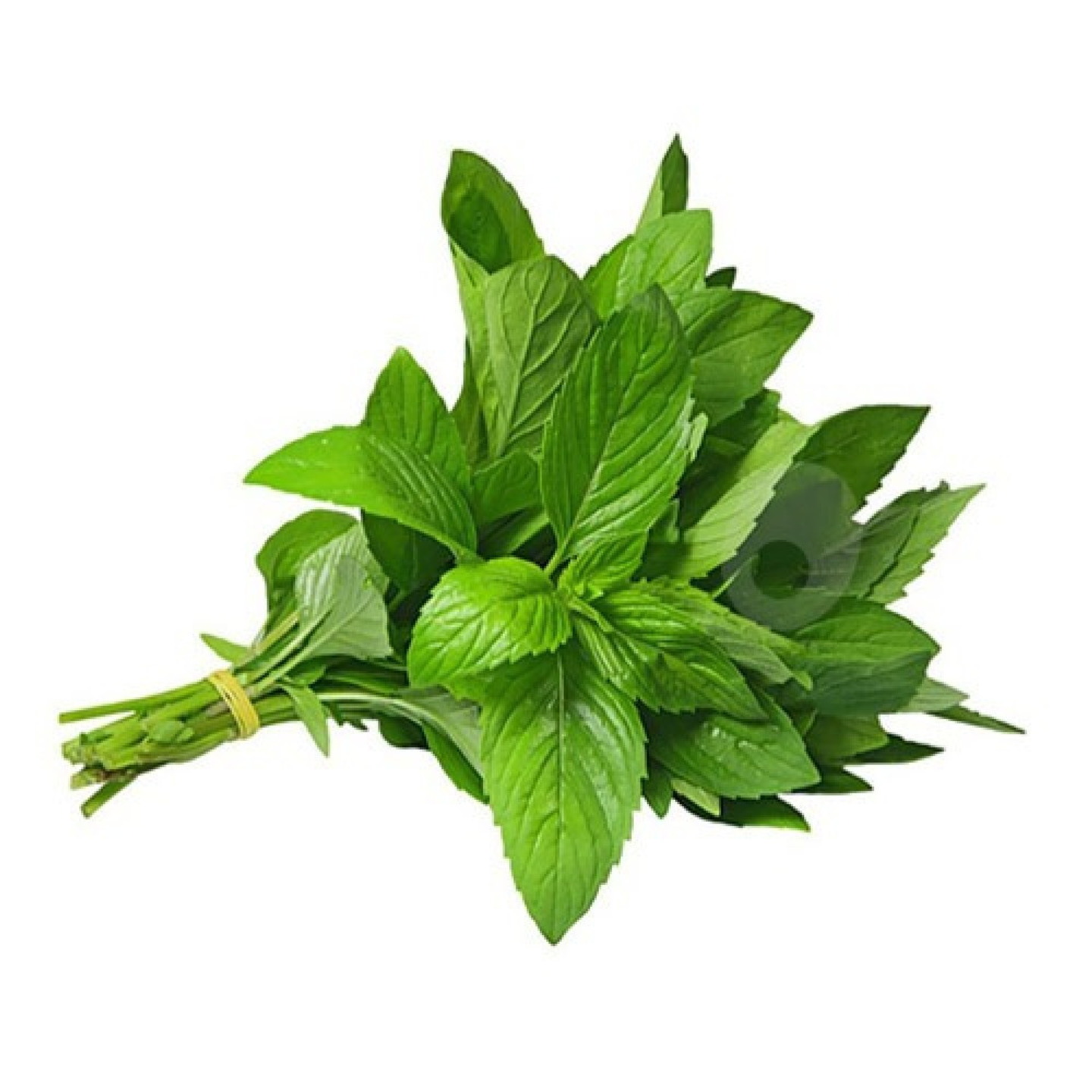 نعناع