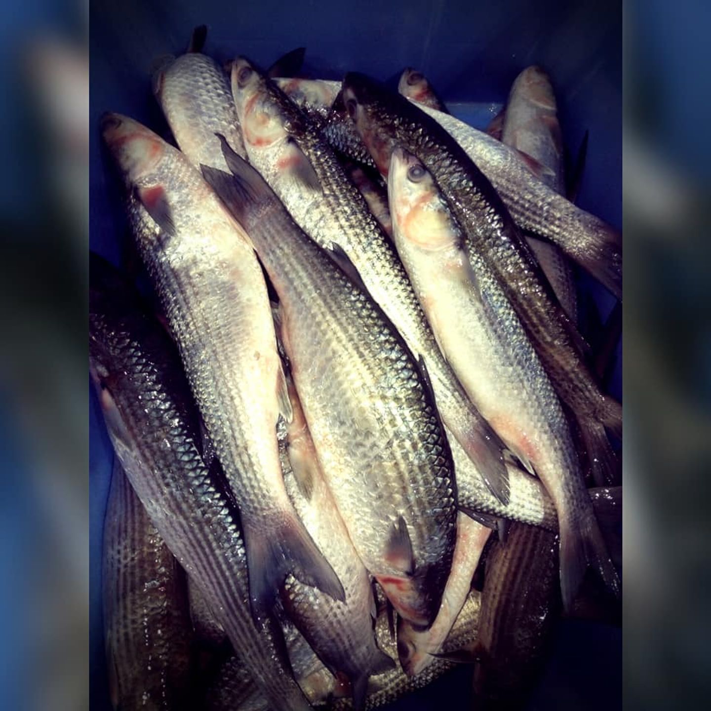 سمك بوري مصري ني