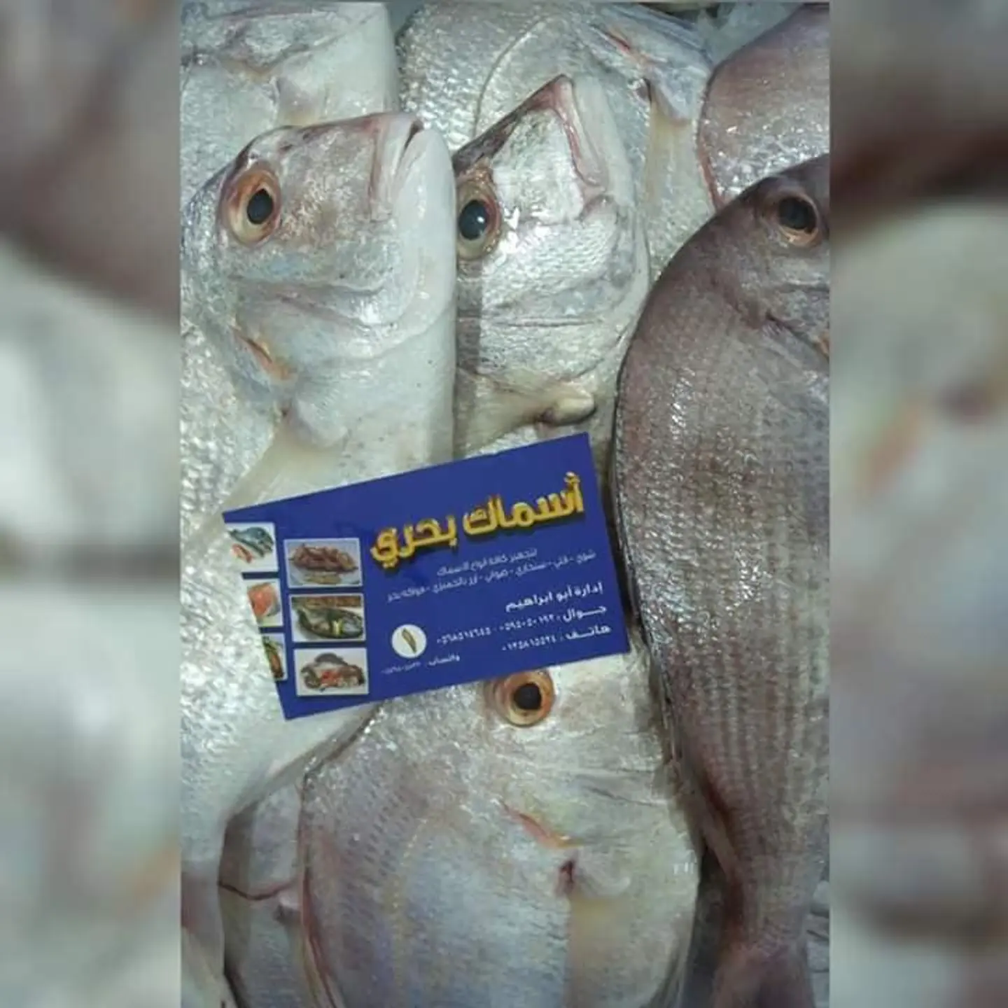 سمك عندك مقلي