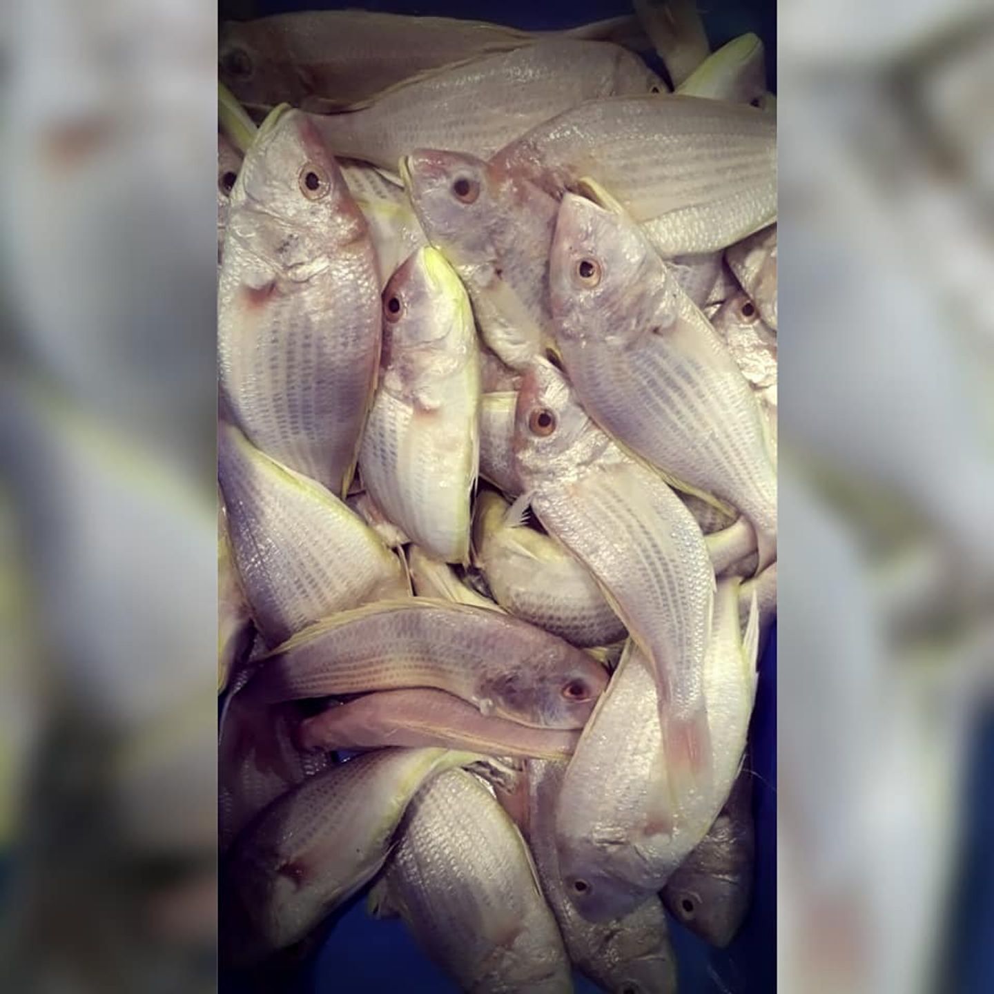 سمك مرجان مقلي