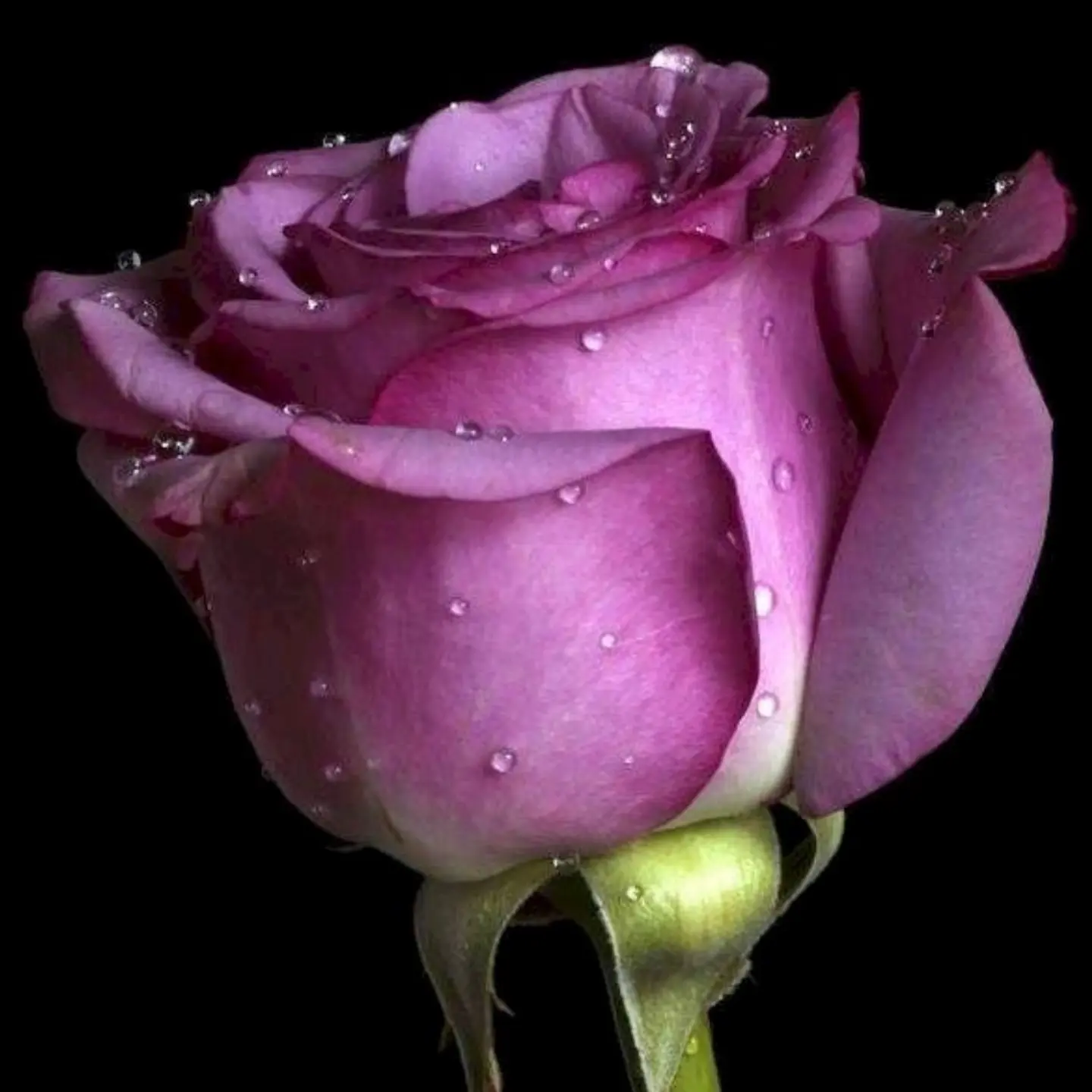Purple Rose