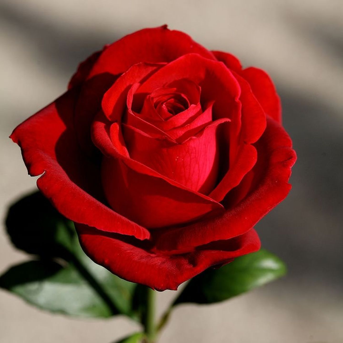 Red Rose