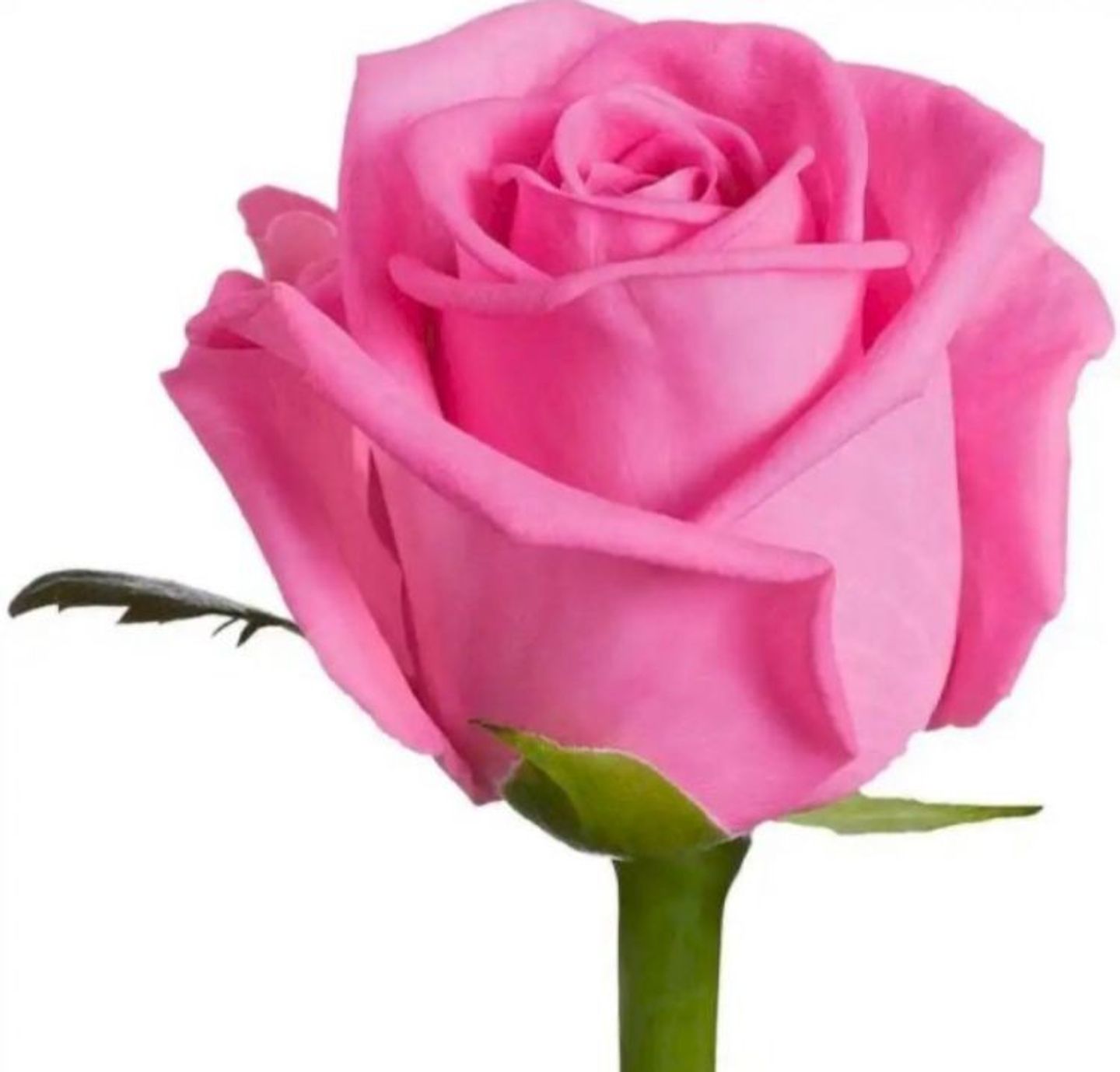 Pink Rose