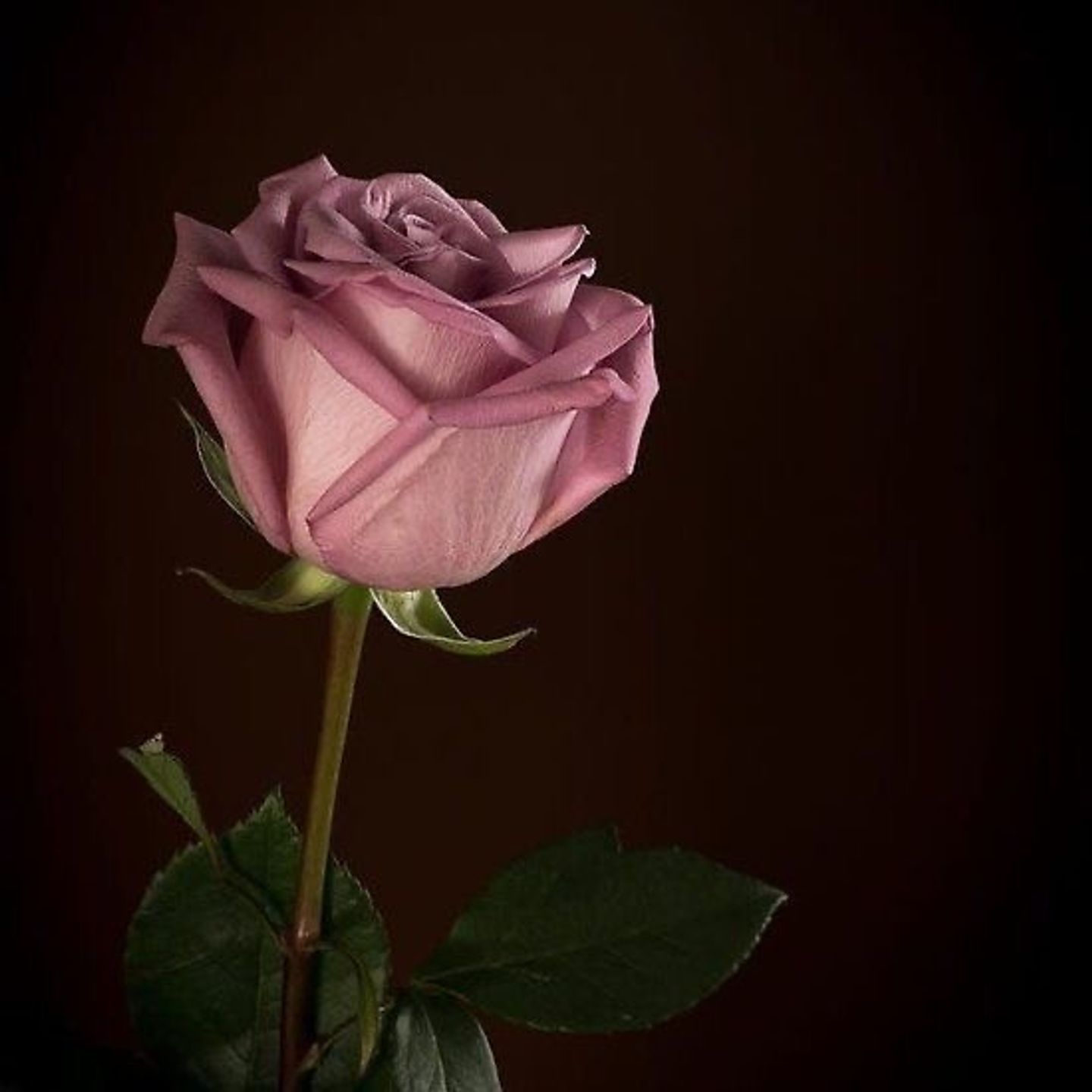 Purple Rose