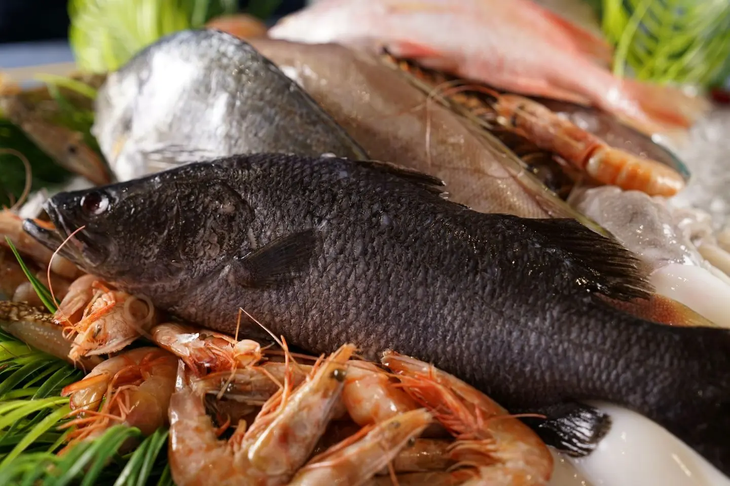Seabass 1000 G.