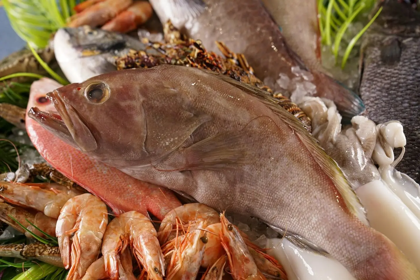 Grouper Fish 600 Gm.