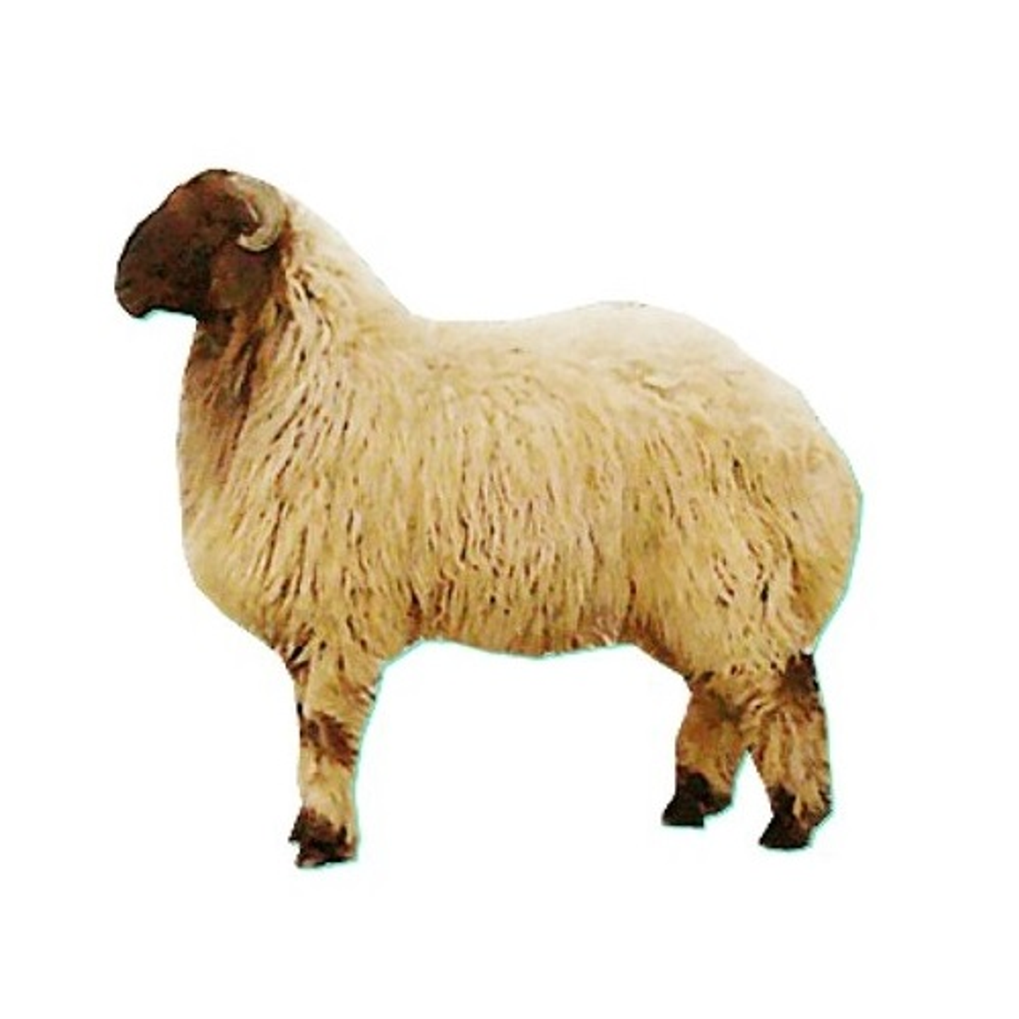 غنم عربي