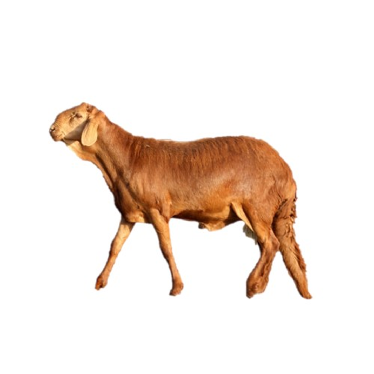 غنم سوداني