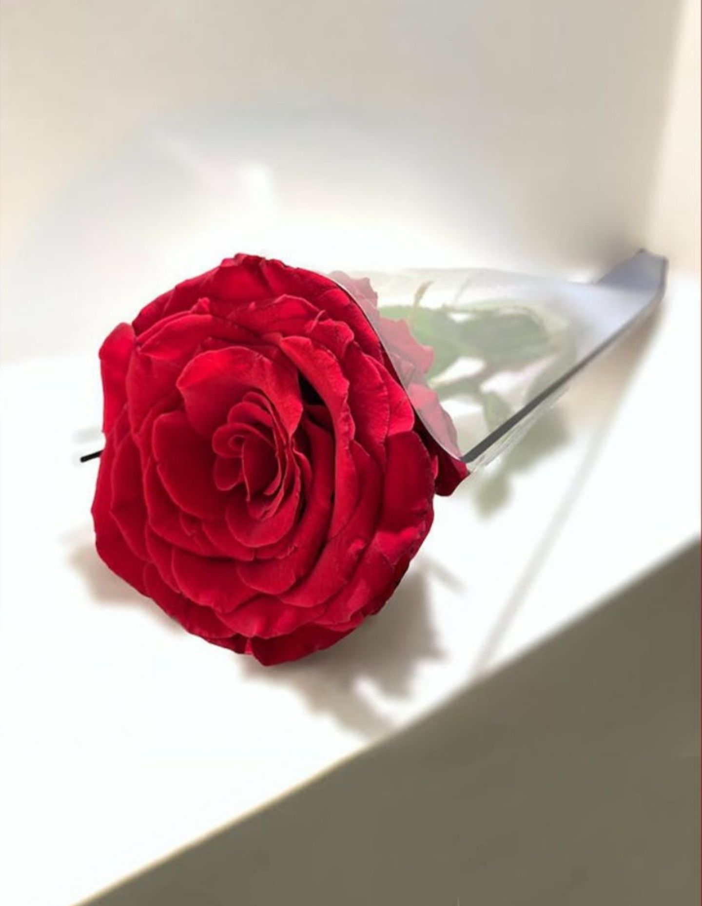 ورد احمر