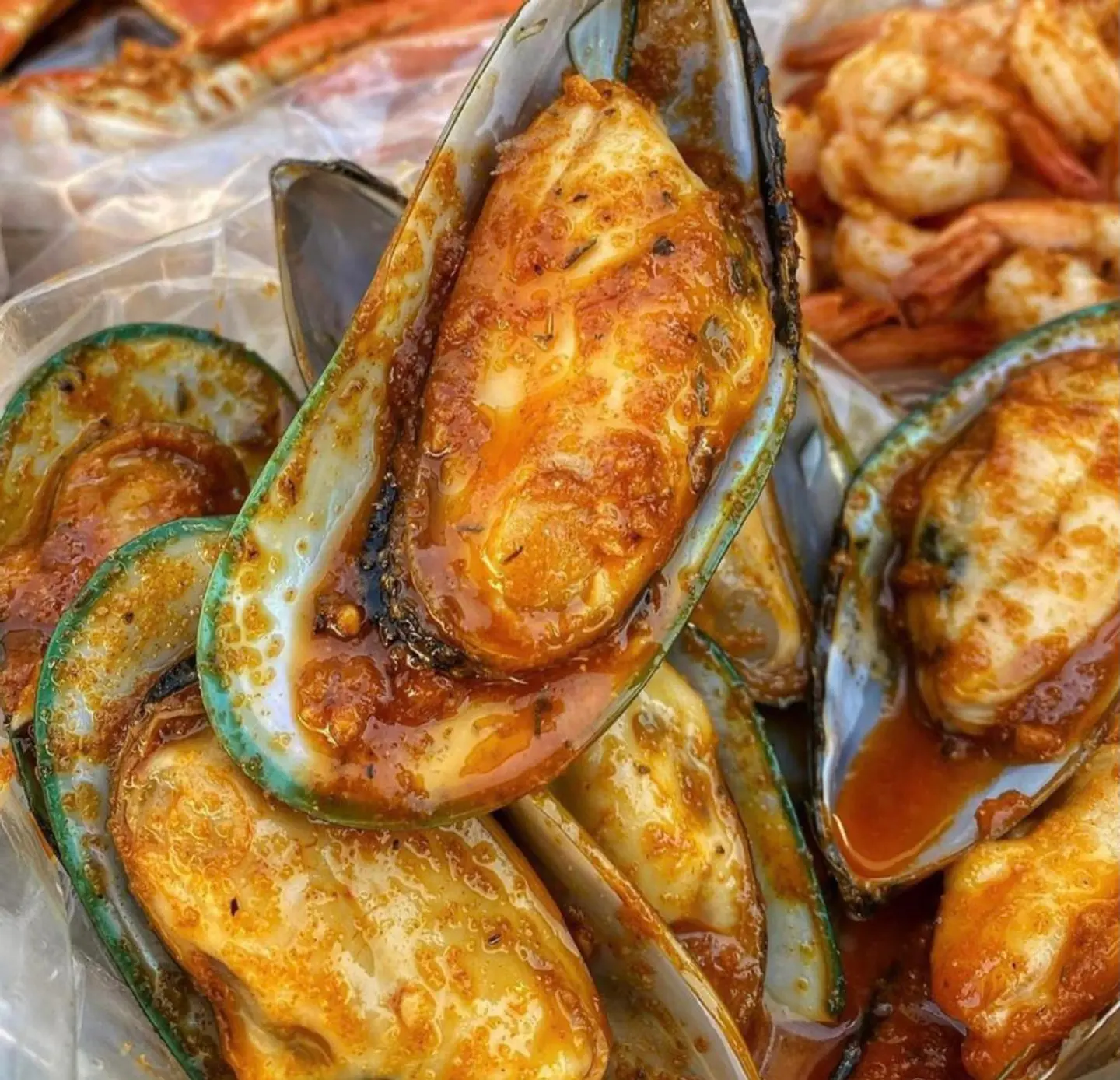 محار بالصوص الابيض