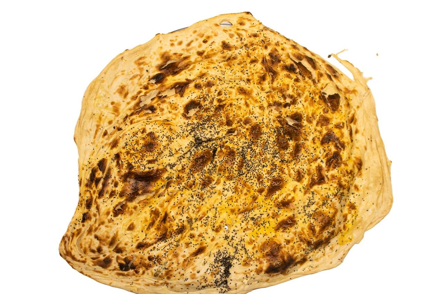 Moloh Small