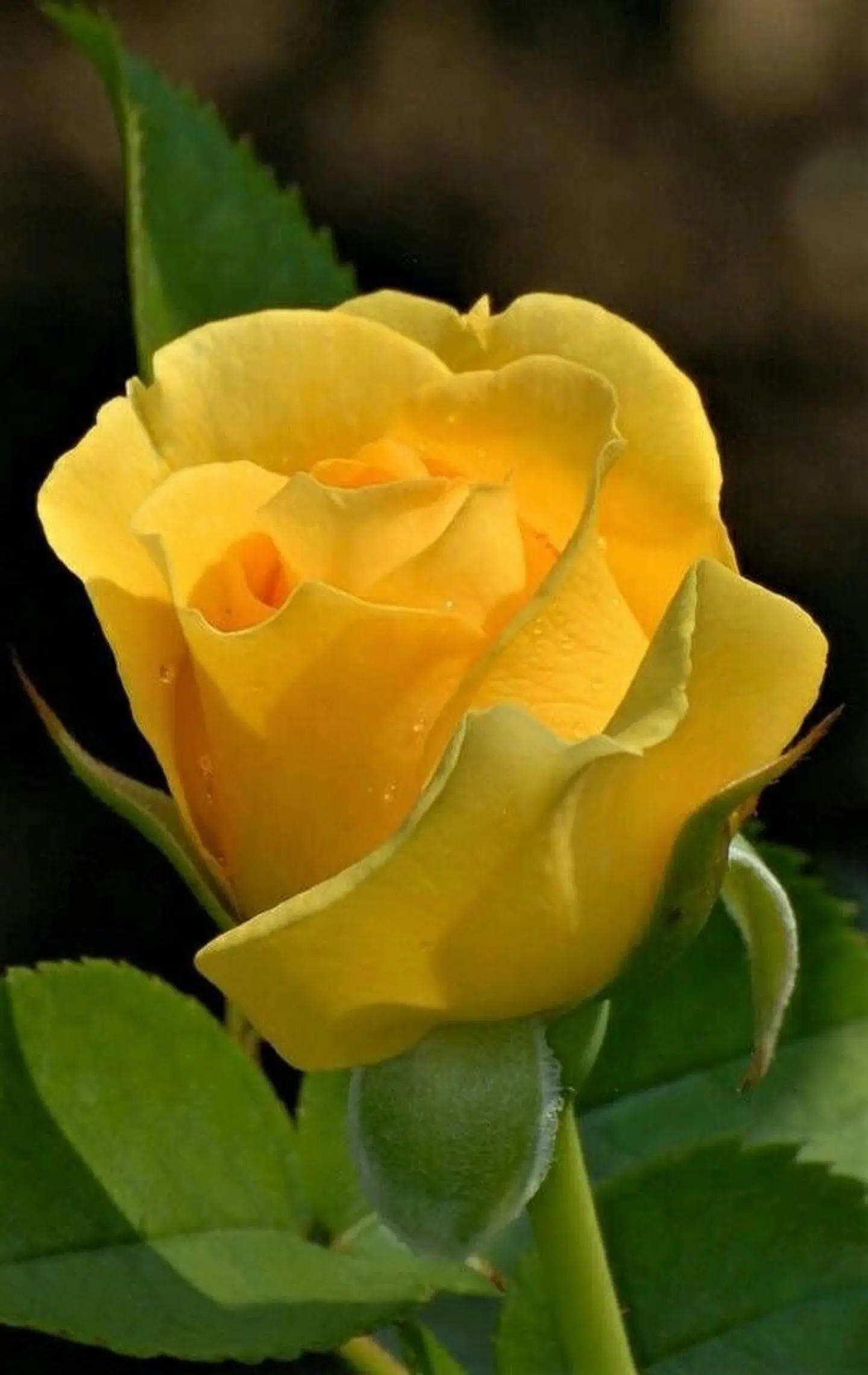 Yellow Rose