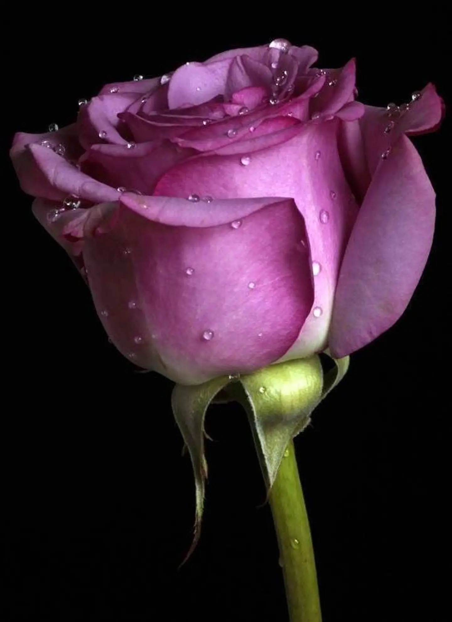 Purple Rose