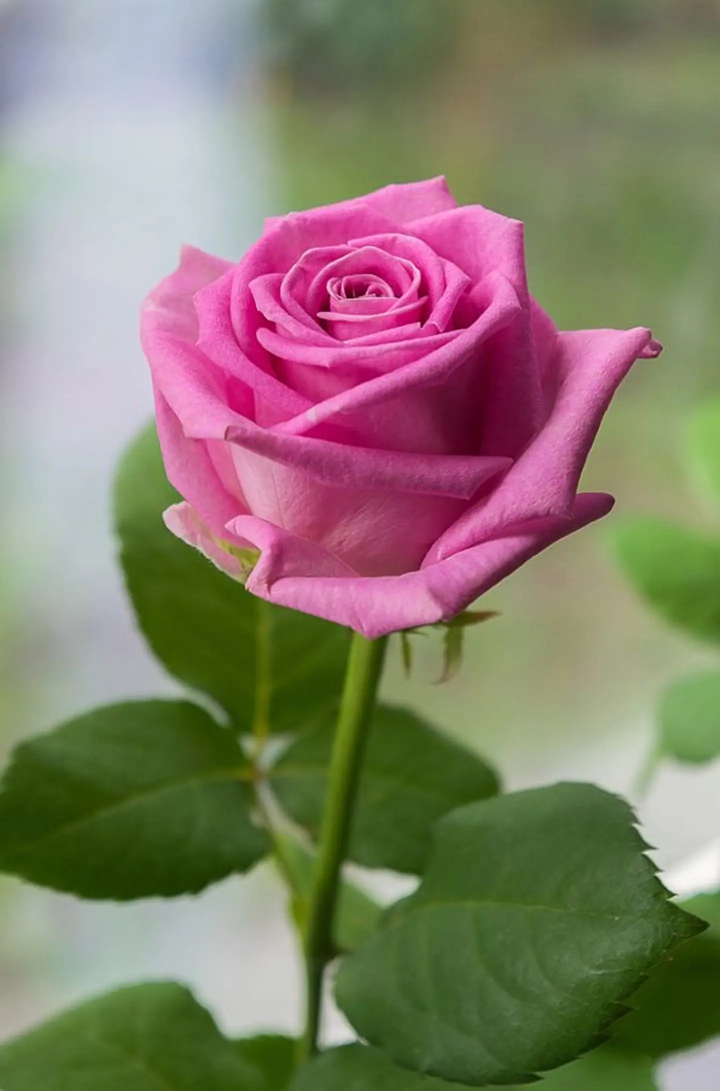 Pink Rose