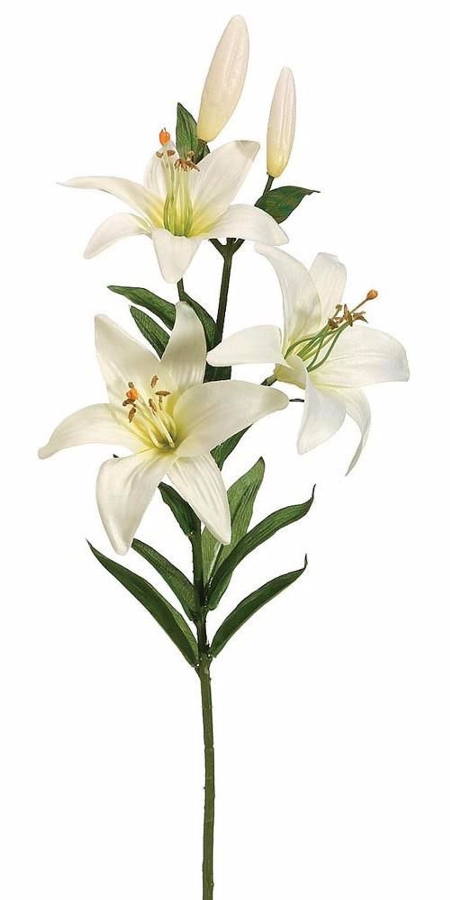 Lilium Sprig