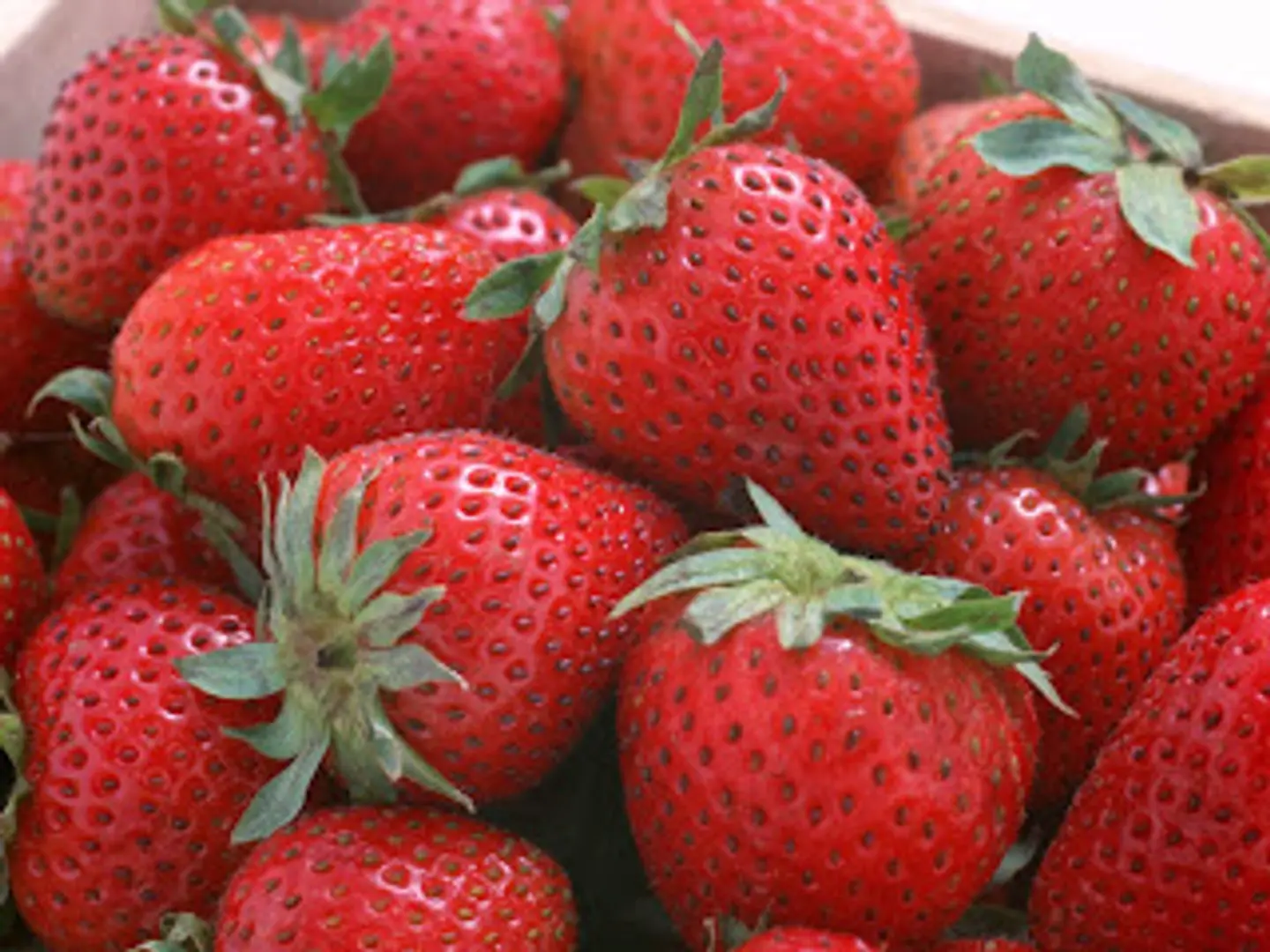 فراولة مصري