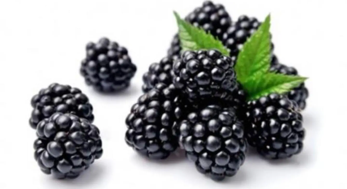 توت أسود أمريكي