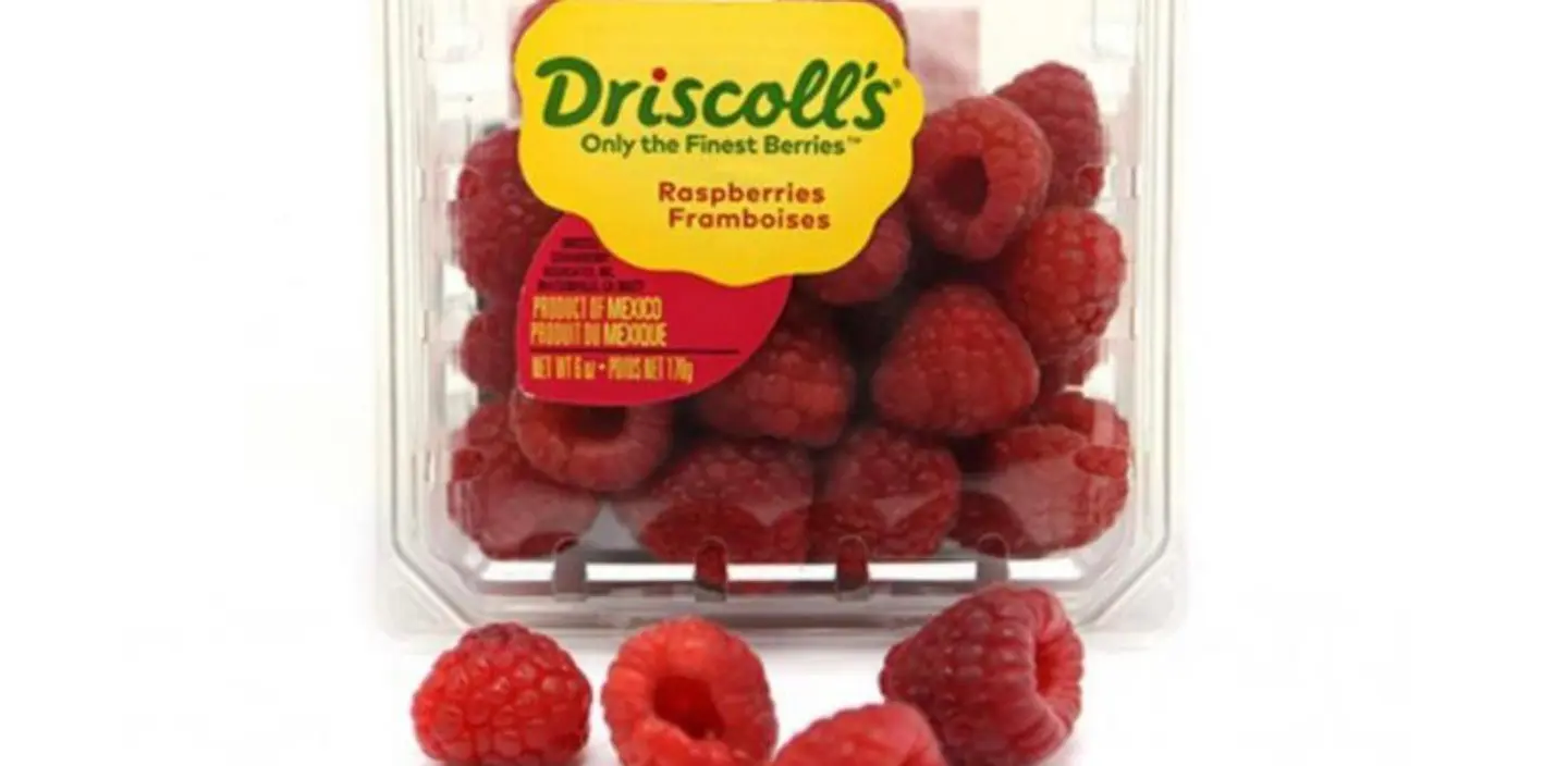 توت أحمر أمريكي