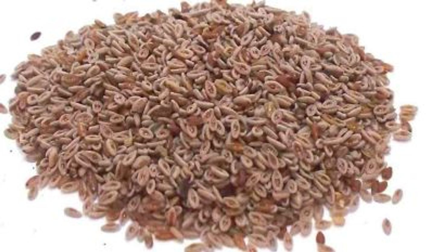 Alqtonh Seeds