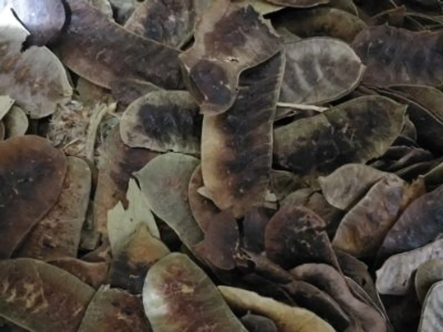 عشرج