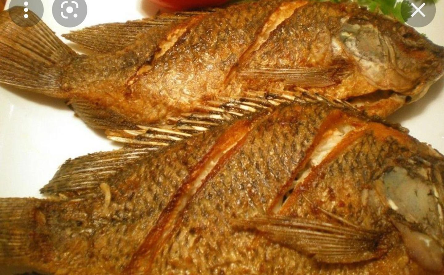 سمك بلطي
