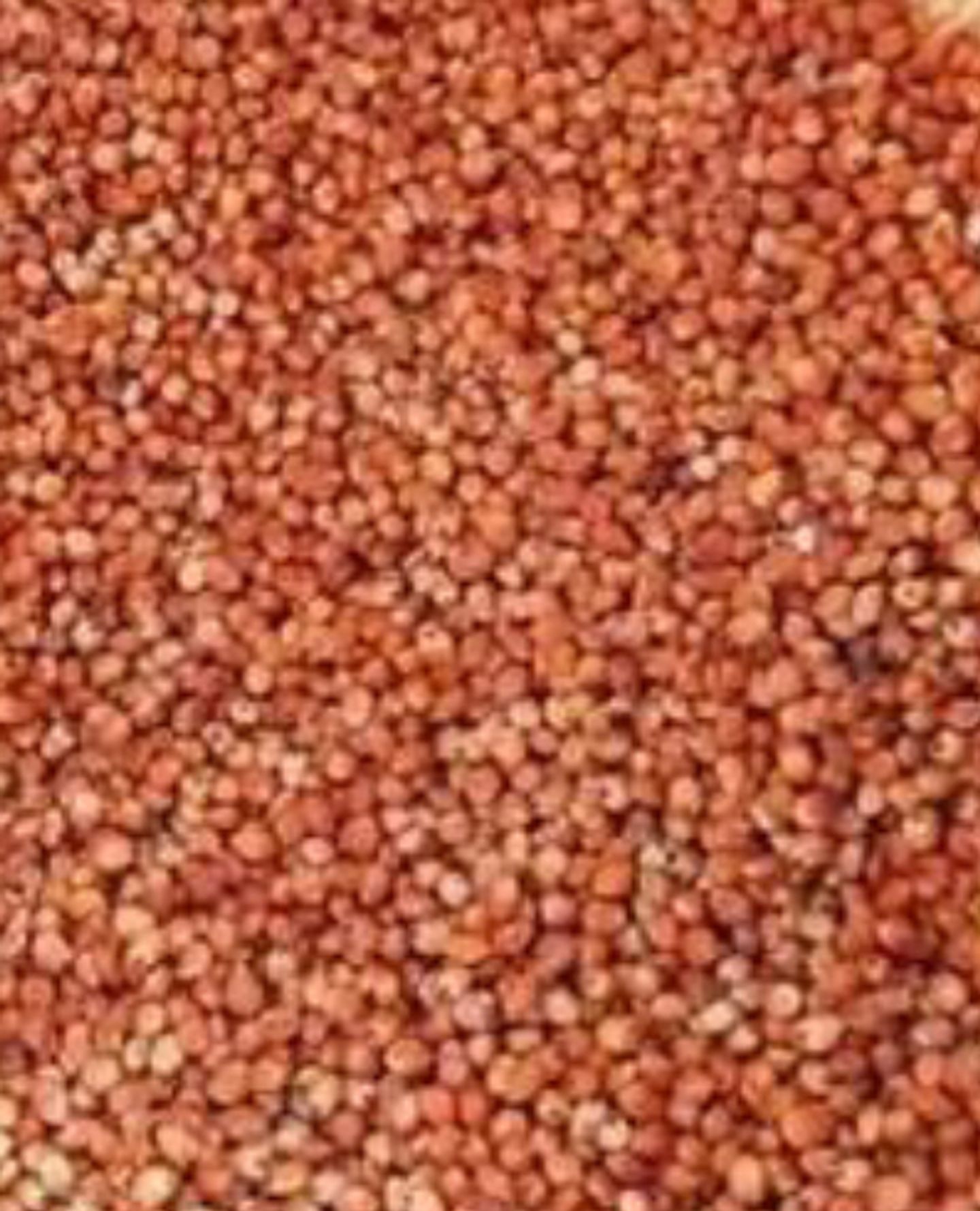 Red Corn 1 Kg