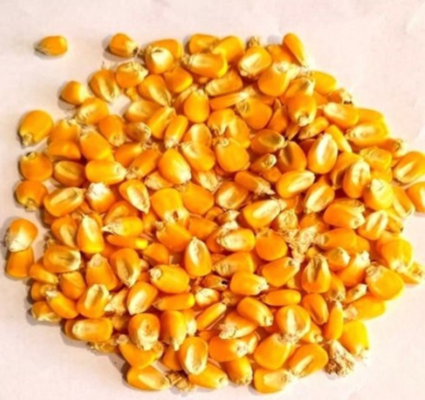 Yellow Corn 1kg