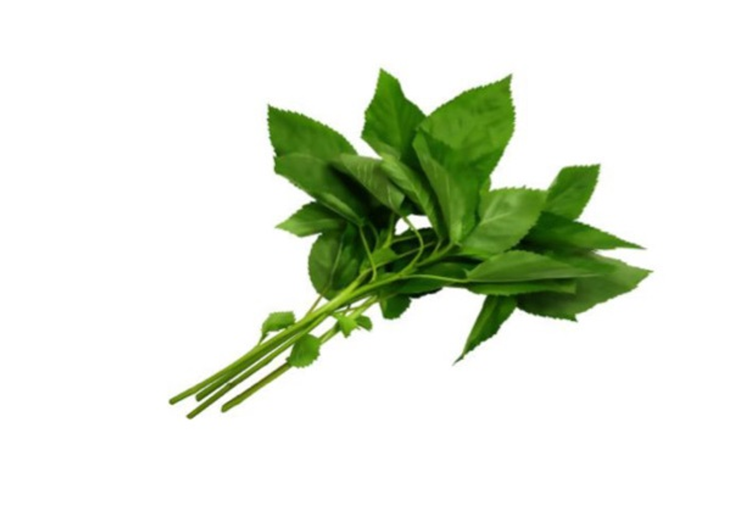 Basil