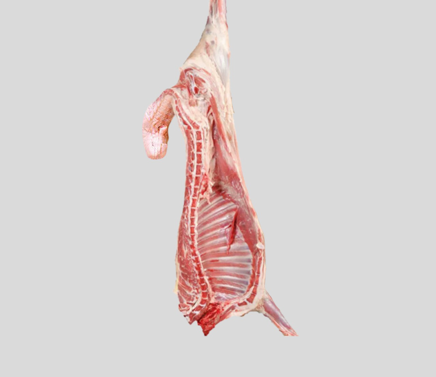 نص خاروف نعيمي مهجن